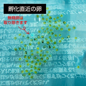 メダカ有精卵 選べる5種 × 30個ずつ