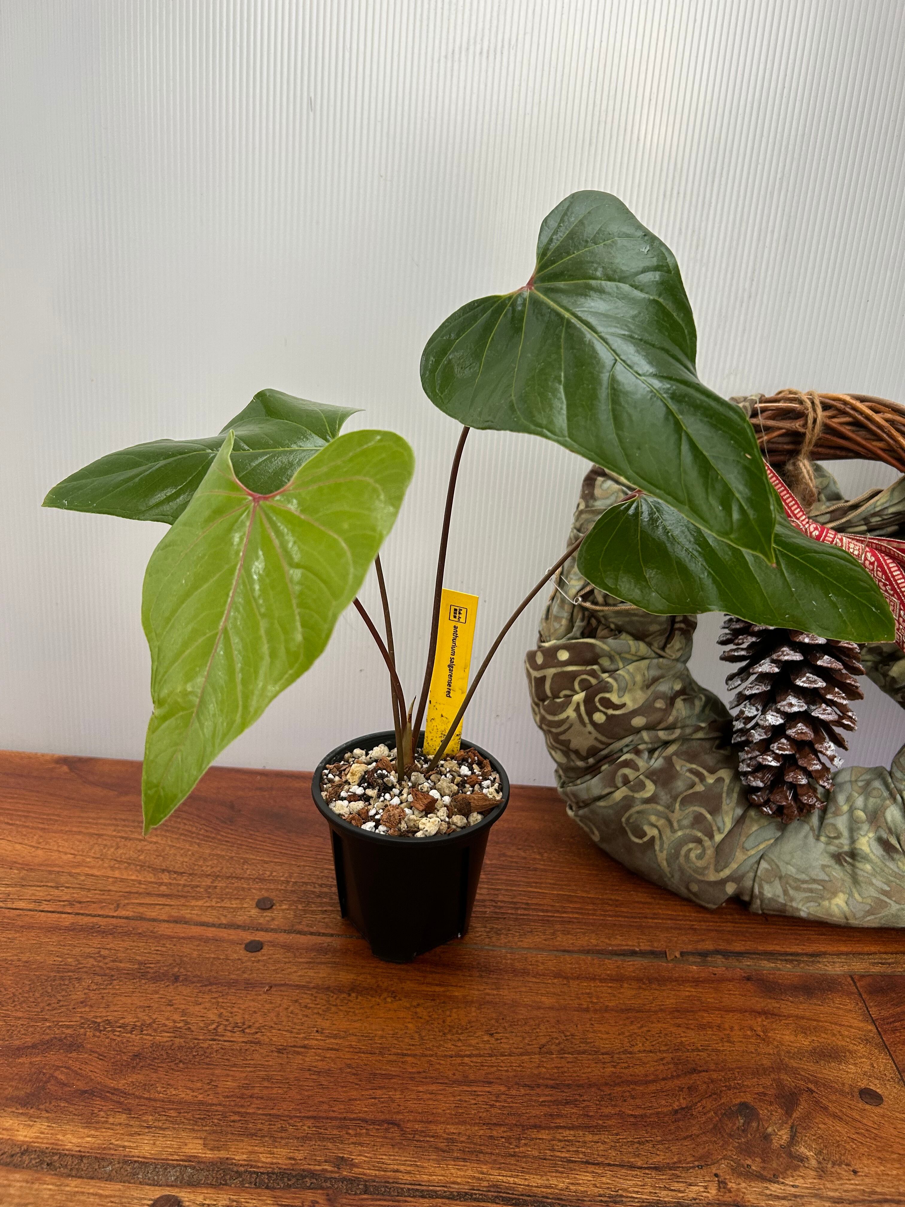 Anthurium | BA PLants