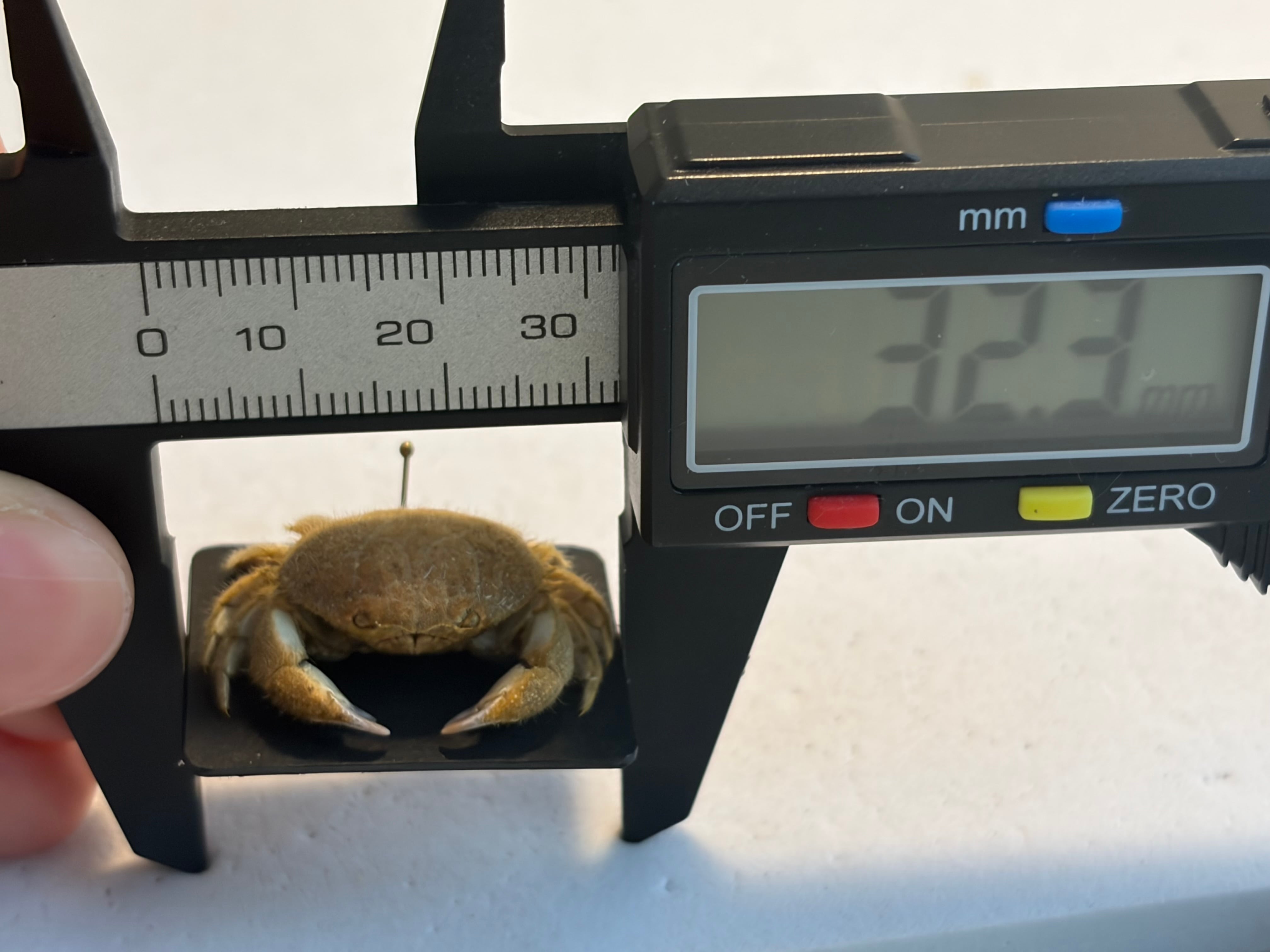 蟹標本】マルタマオウギガニの乾燥標本Calvactaea tumida エビ シャコ