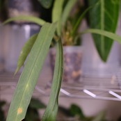 アンスリウム ビッタリフォリウム / Anthurium Vittarifolium② / 観葉植物<育て方・花言葉>