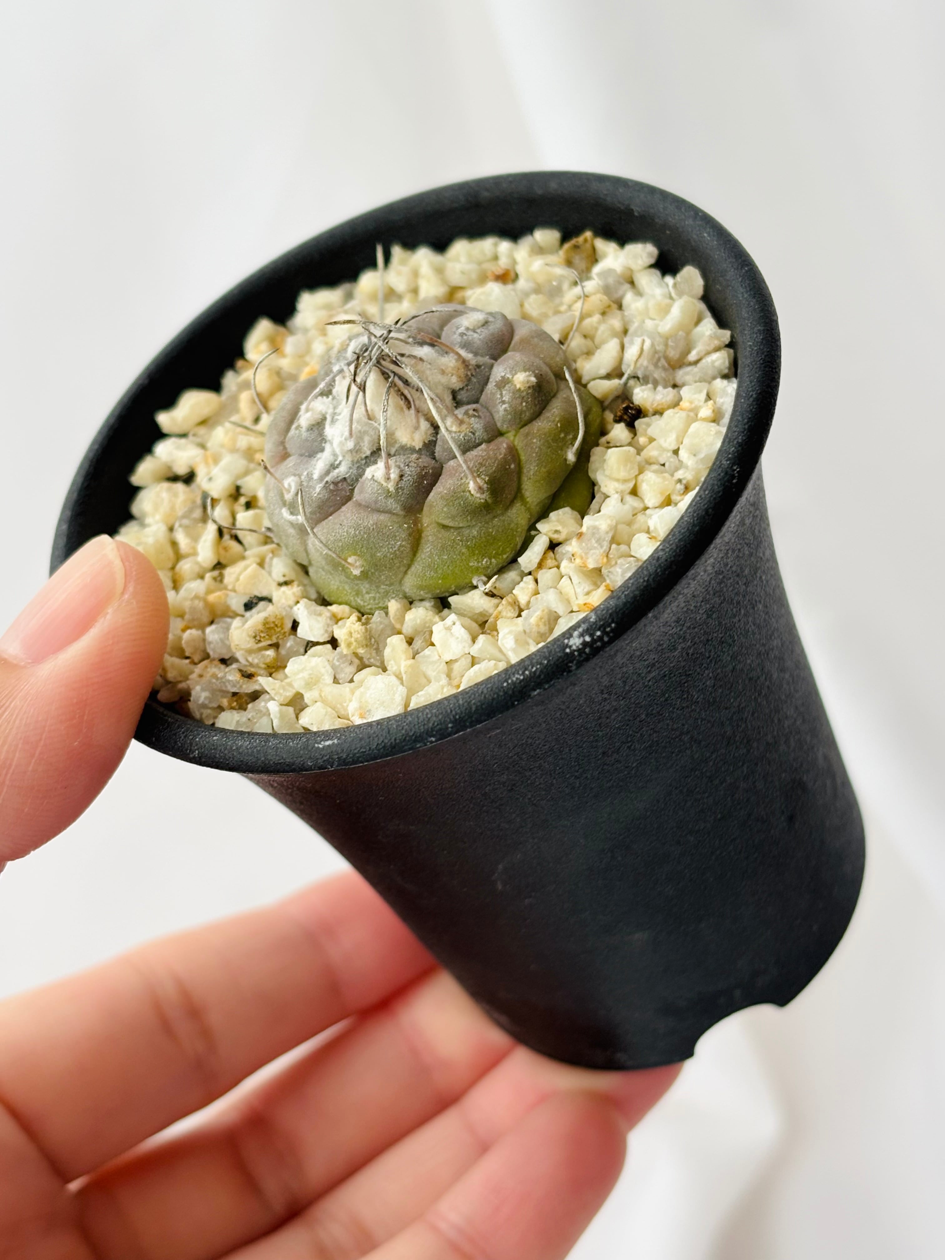 Turbinicarpus jauernigii ツルビニカルプス ハウエルニギー サボテン