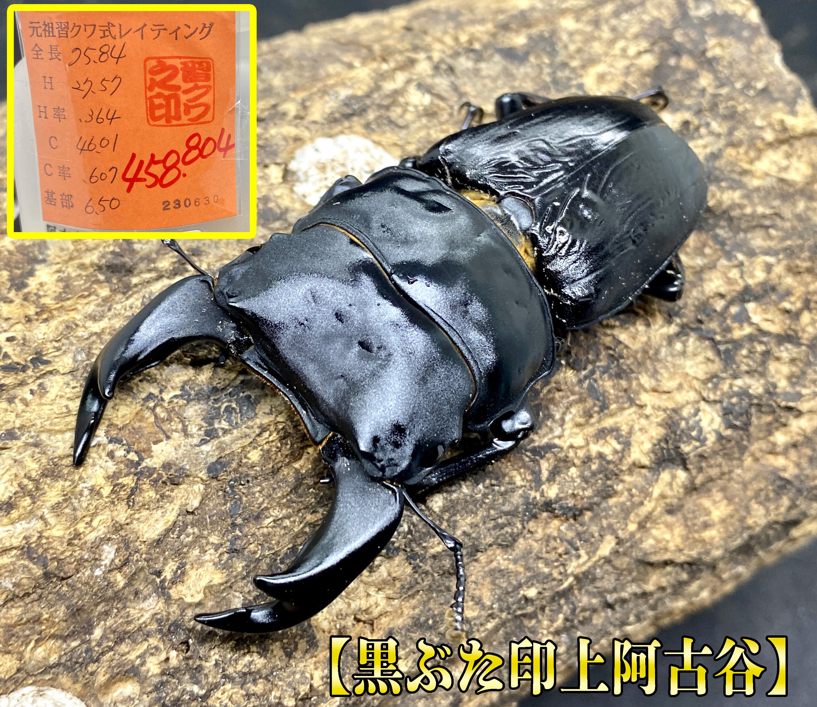 取引中 オオクワガタ