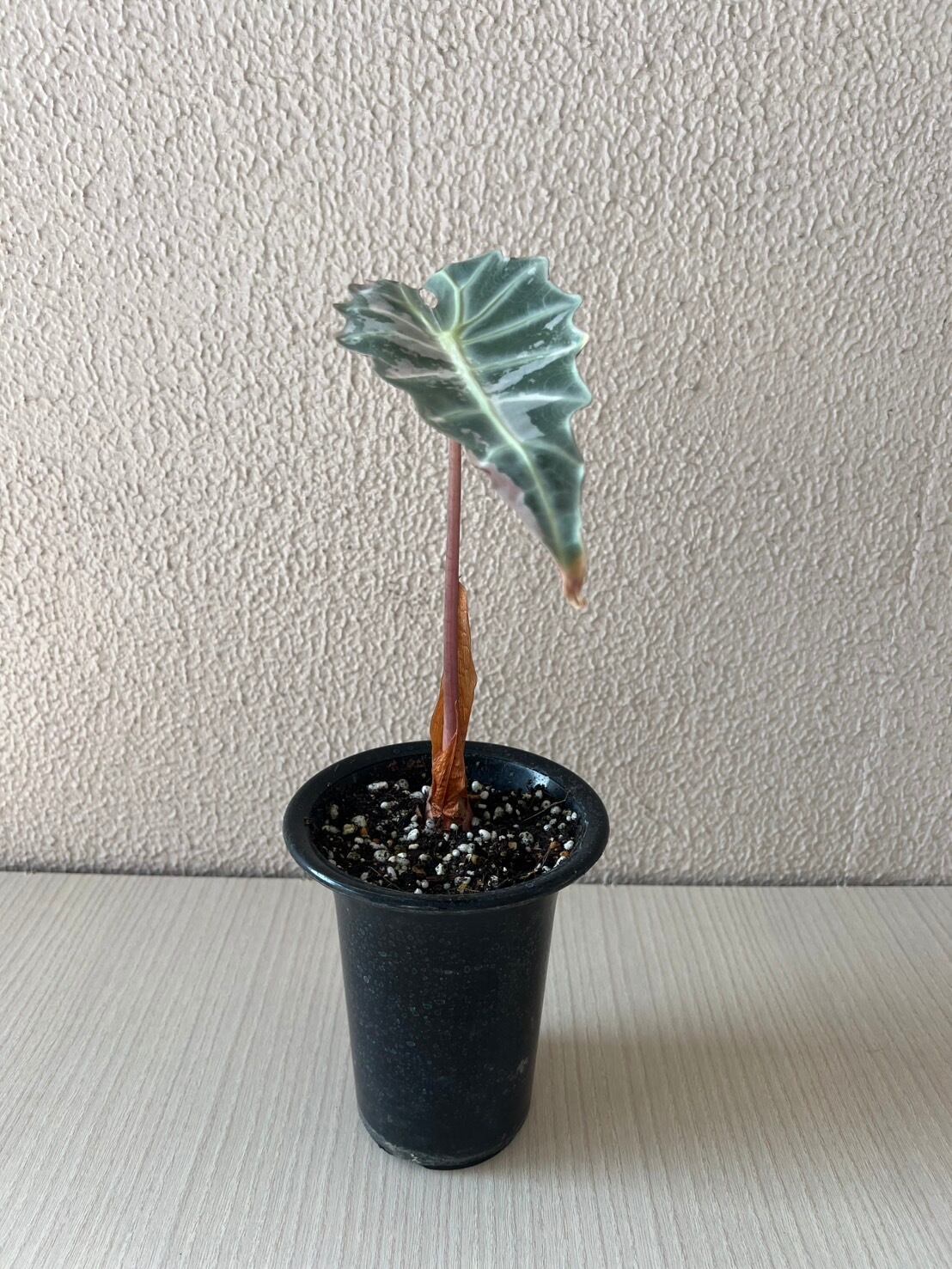 アロカシアヴェノム Alocasia Venom #v003 | トロピカルプランツ