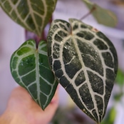 【正規タグ付き】Anthurium 'Michelle' by DOC BLOCK⑬ / アンスリウム・ミシェル│観葉植物