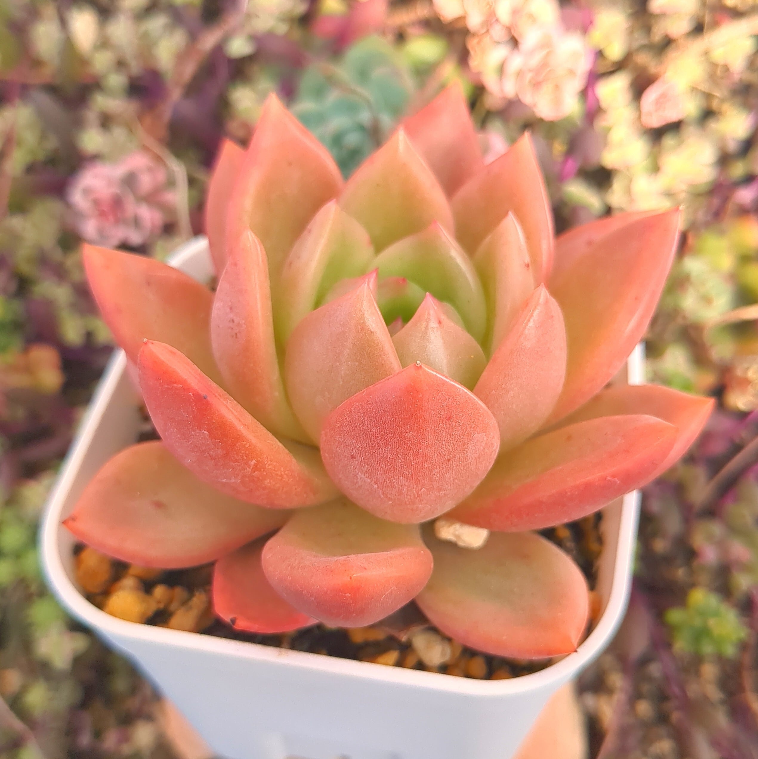 エケベリア シャーロット （抜き苗） | 多肉植物のネットショップ ST Farm