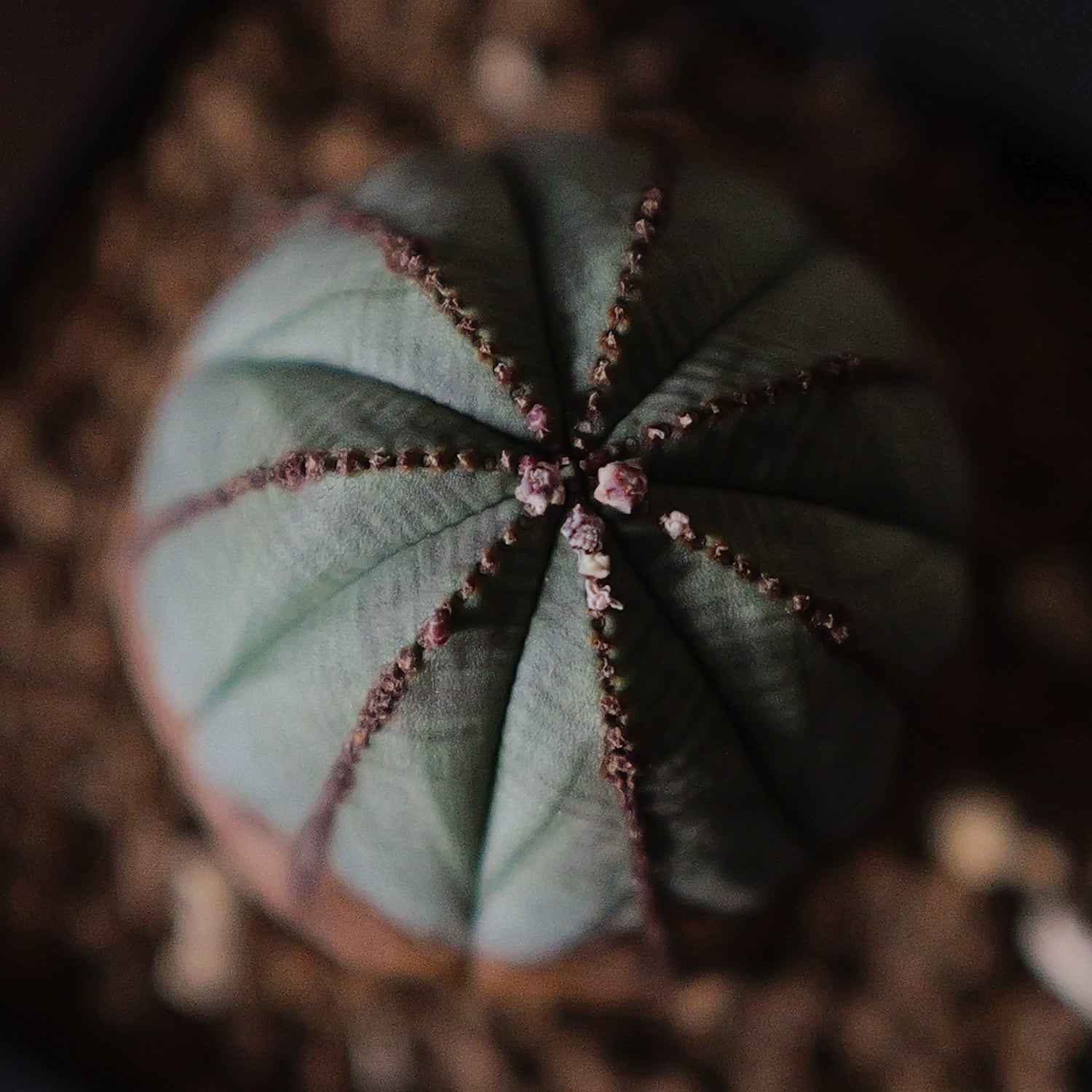 メス株 美模様 木質化 たまご型 オベサ / 良型 ユーフォルビア