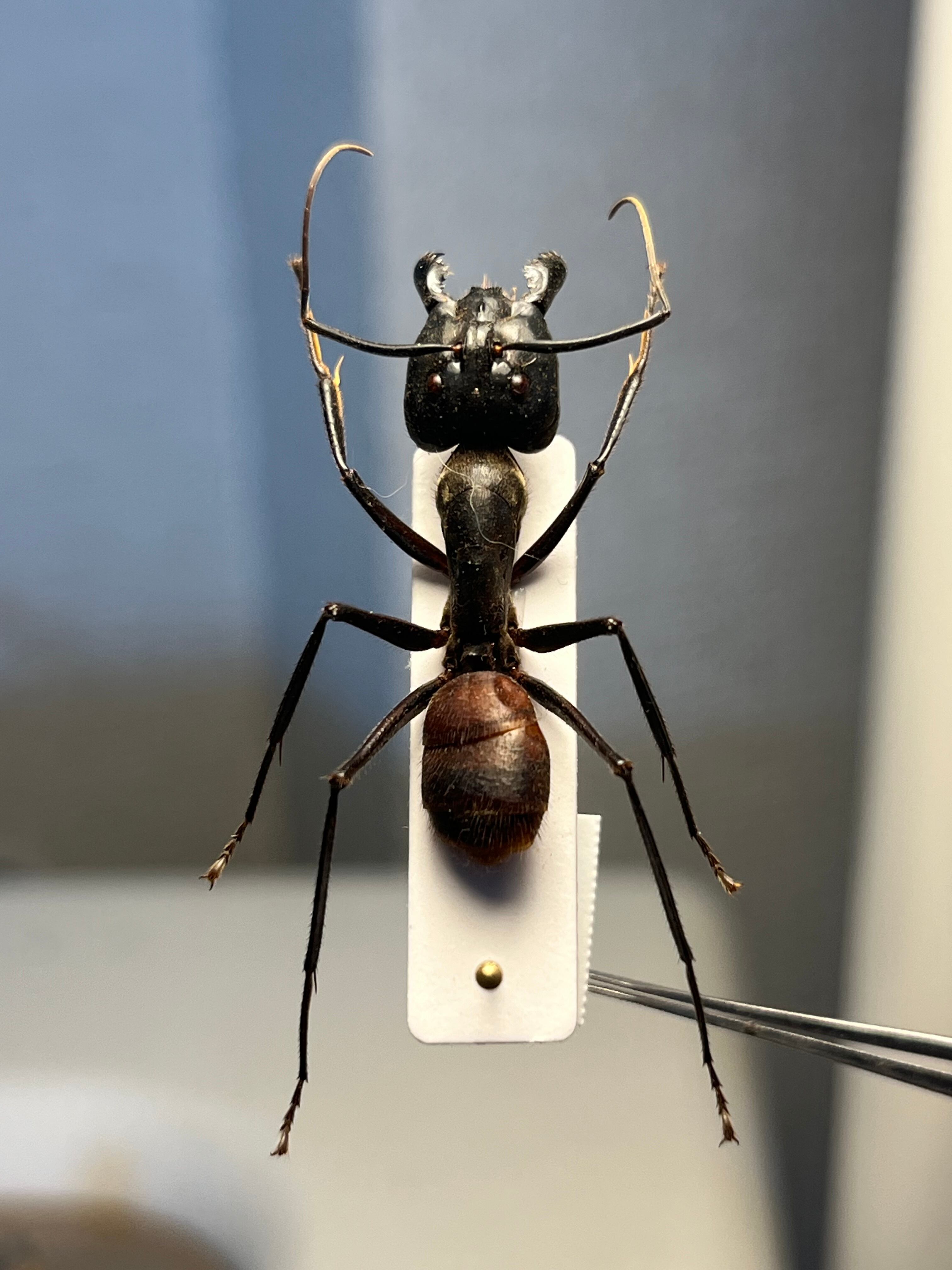 ロブストバロウィングスコーピオン 昆虫標本 標本 立体標本