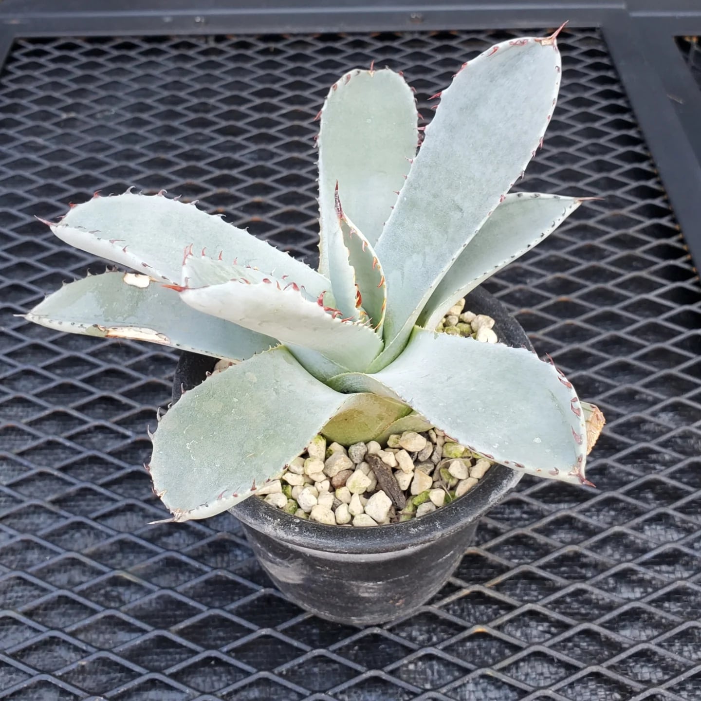 F00324_Agave parryi var. truncata：アガベ・パリー・トランカータ
