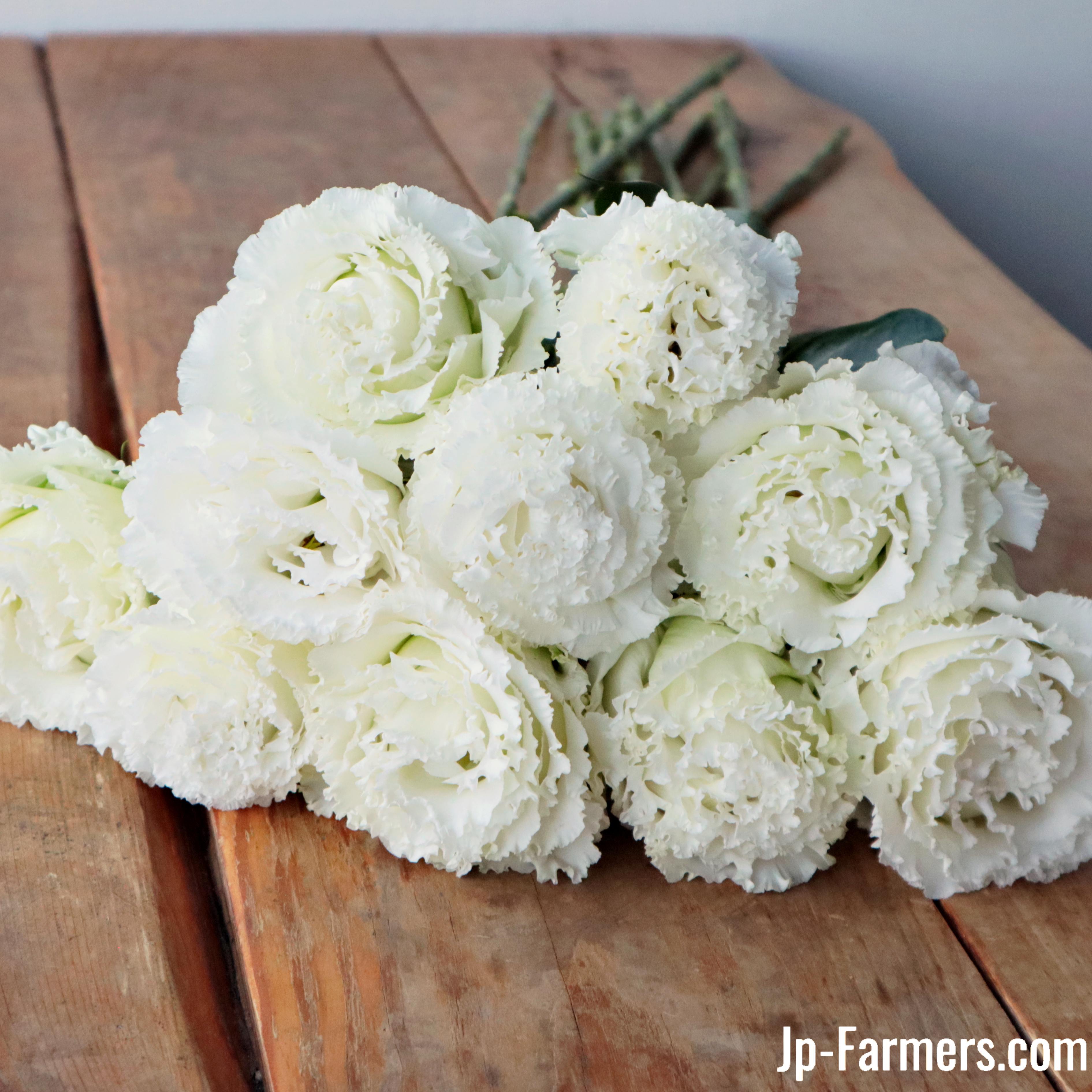 るもいのお花特集】 一輪のこだわり モノリシアン（トルコキキョウ