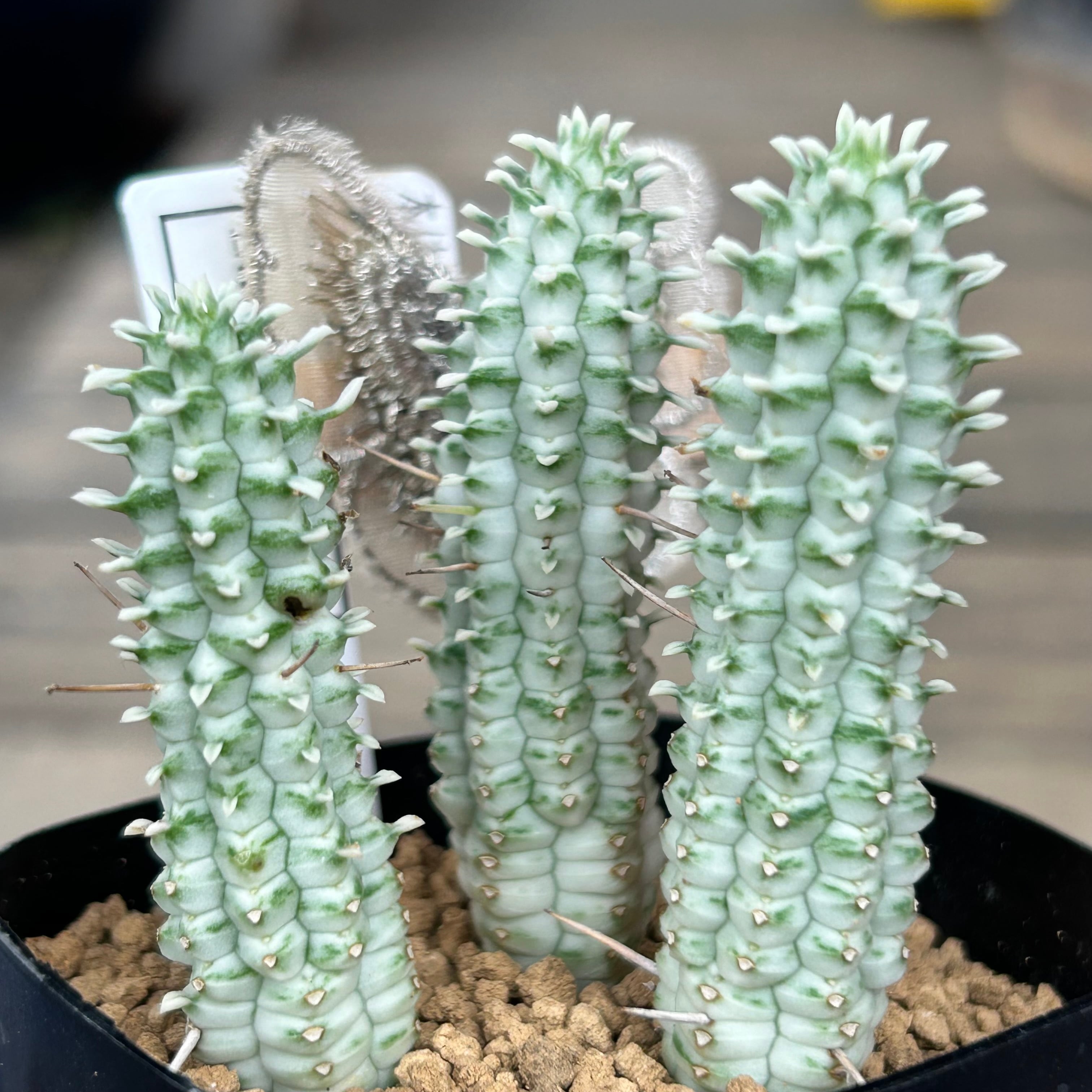Hiromi様確認用キリン多肉植物 T)白樺キリン | RuPo 多肉植物専門店