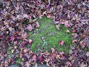 Fallen Leaf