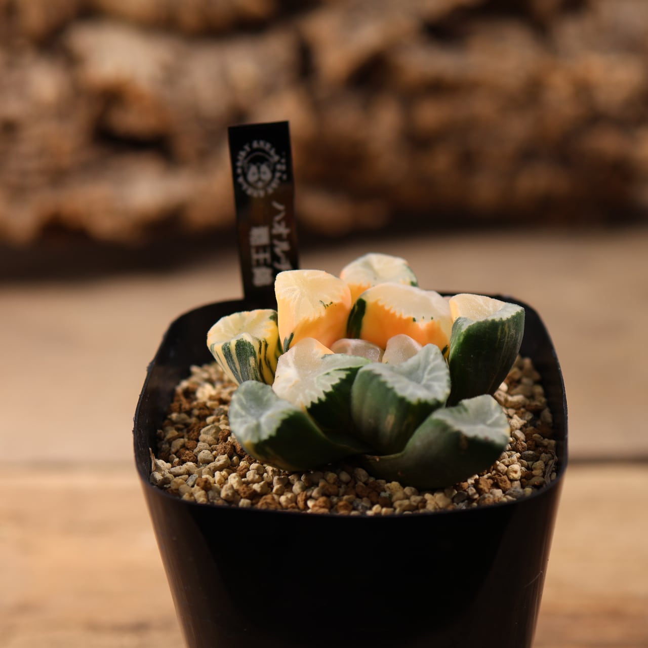 ALL ITEM | MARX PLANTS | 観葉植物・多肉植物・塊根植物