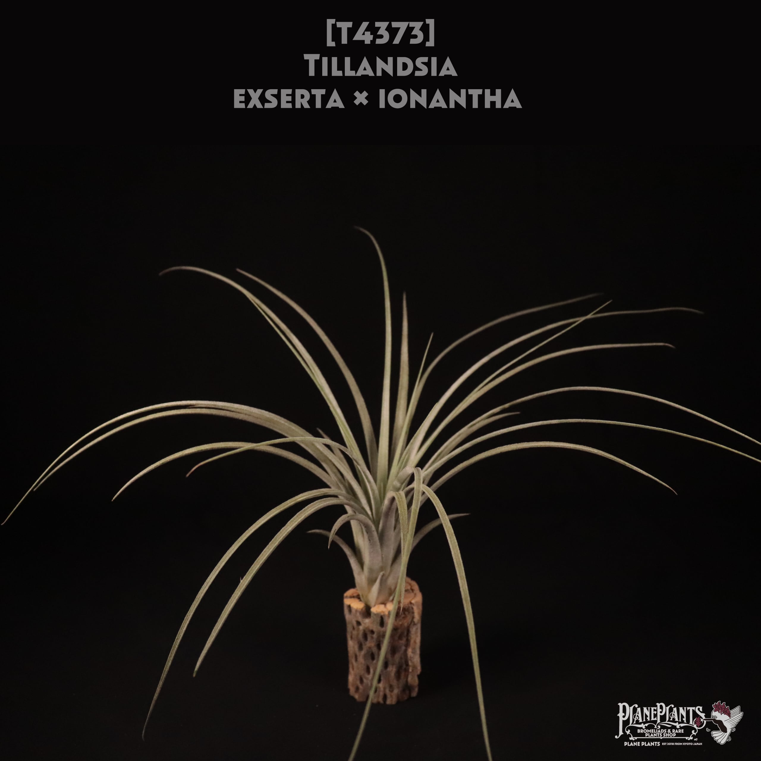 exserta x ionantha〔エアプランツ〕現品発送T4373 【公式通販】