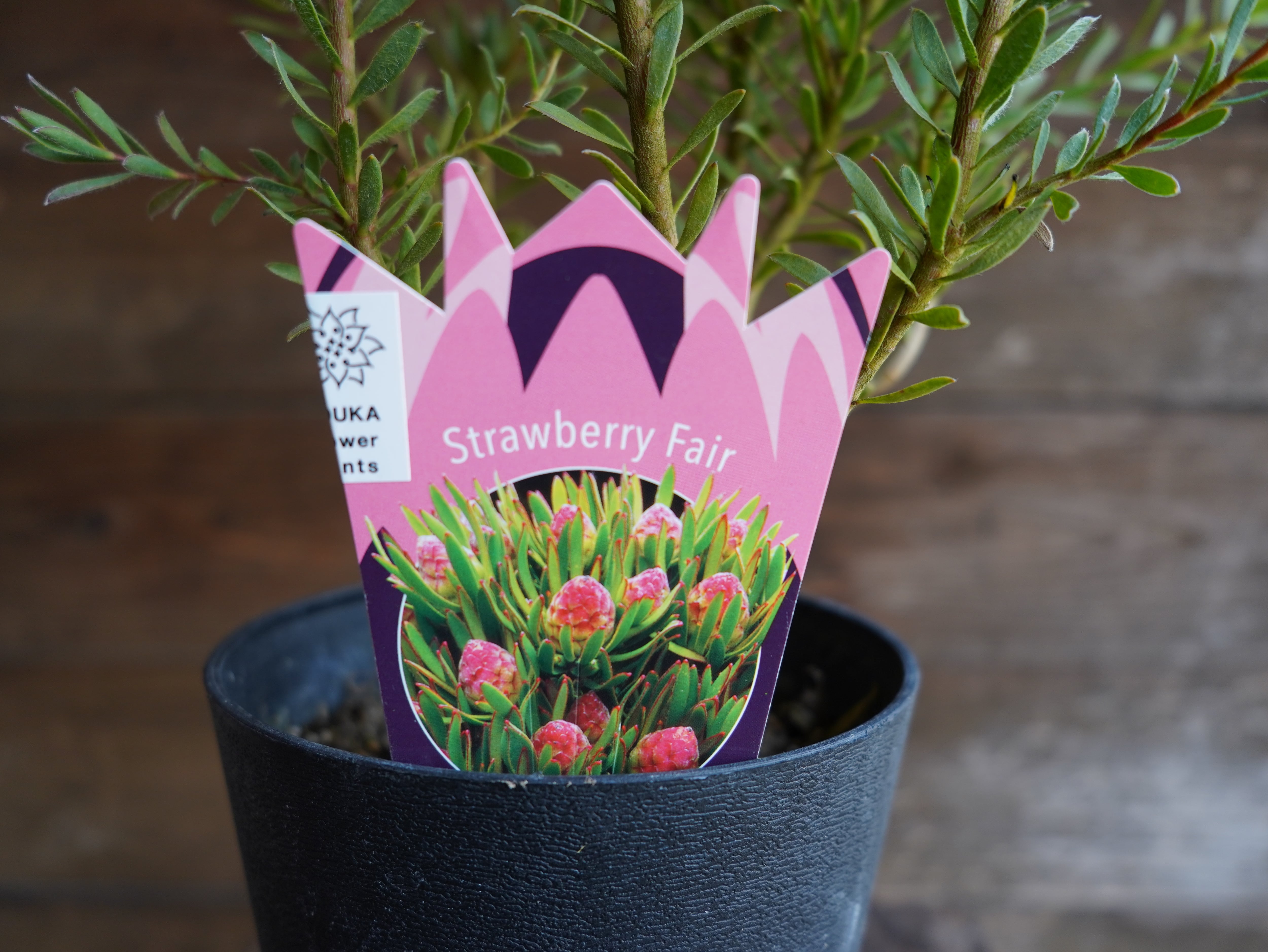 【現物】リューカデンドロン　”Strawberry Fair”　C