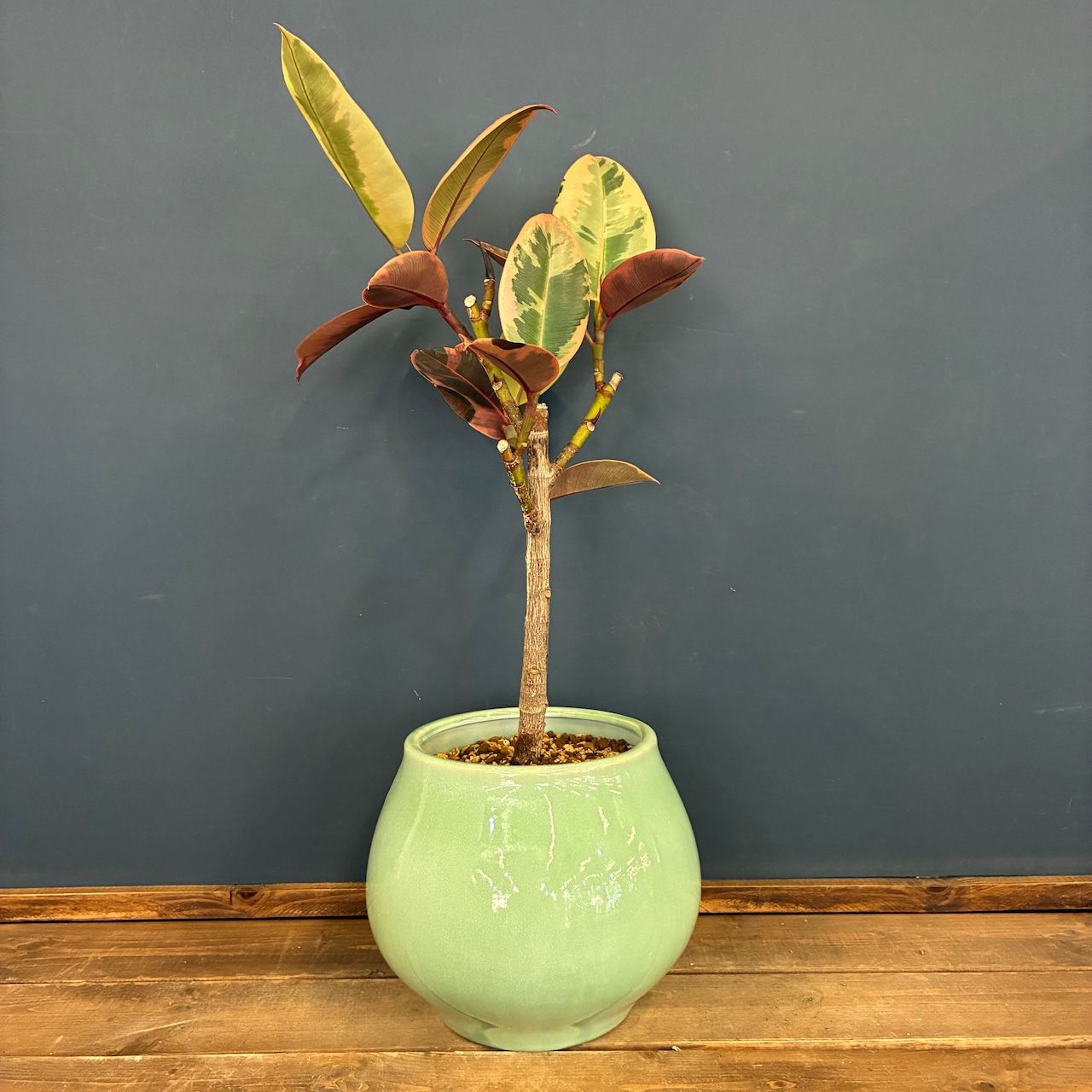 フィカス エラスティカ ルビー 植え込み品【1097】