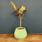 フィカス エラスティカ ルビー 植え込み品【1097】