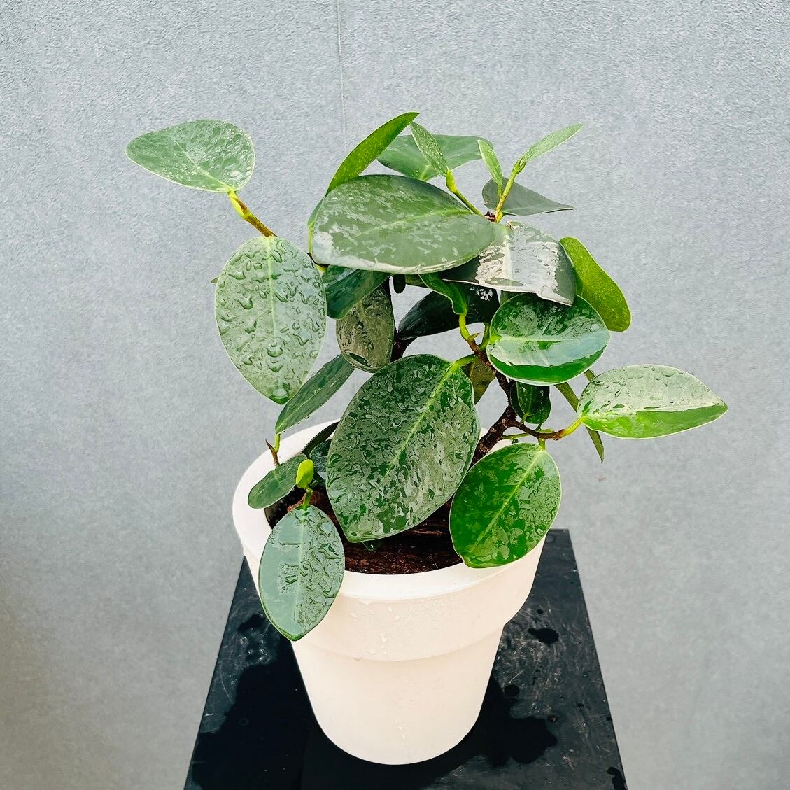 現品］84番 フィカス ベンガレンシス 曲がり 8号 観葉植物 室内 大型