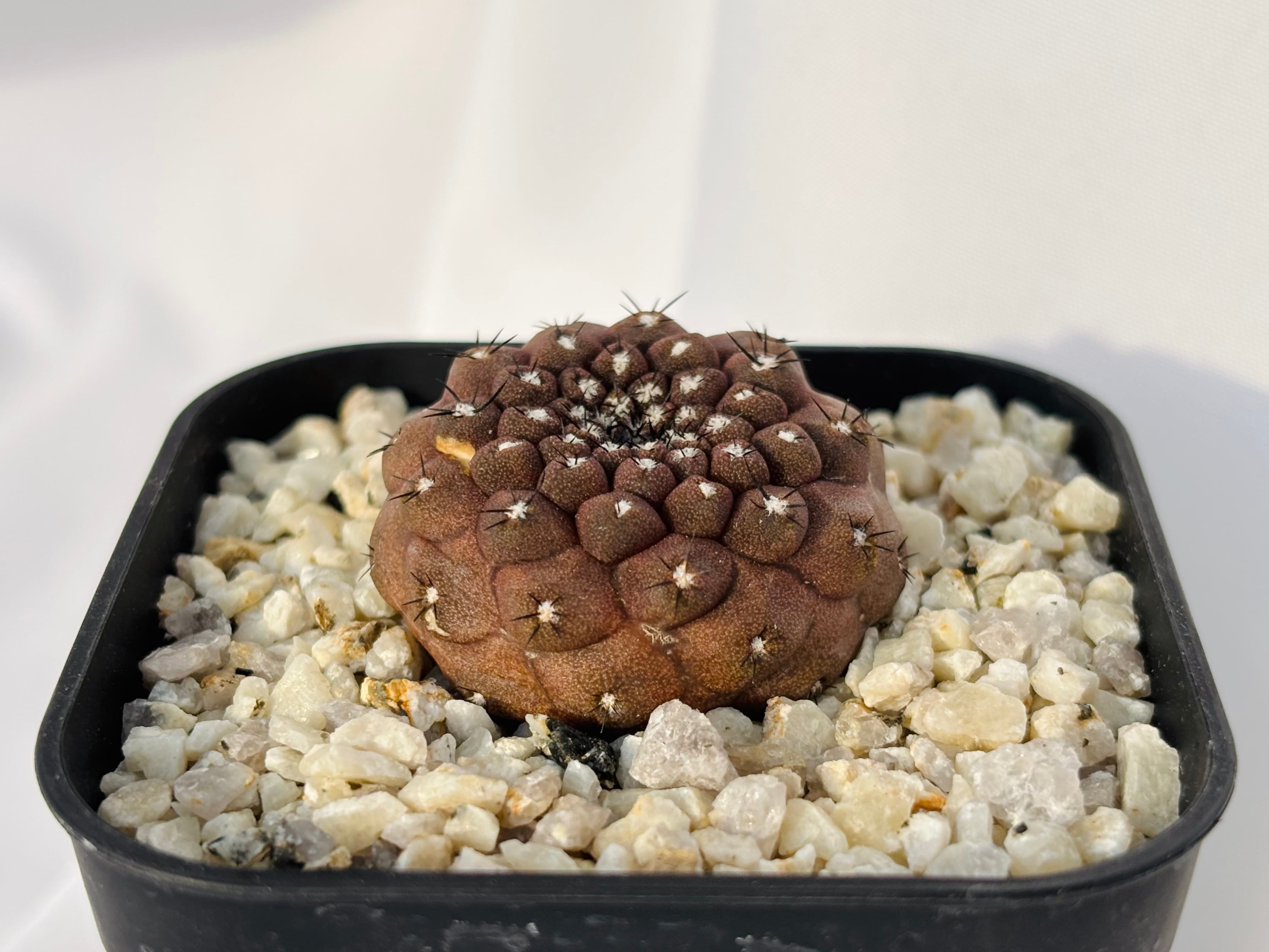 Copiapoa hypogaea コピアポア ヒポガエア サボテン
