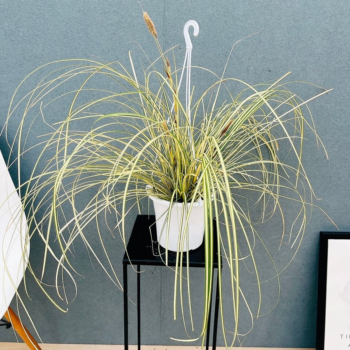 現品］【希少】E オリーブ アスコラーナ 8号 観葉植物 レア ベランダ