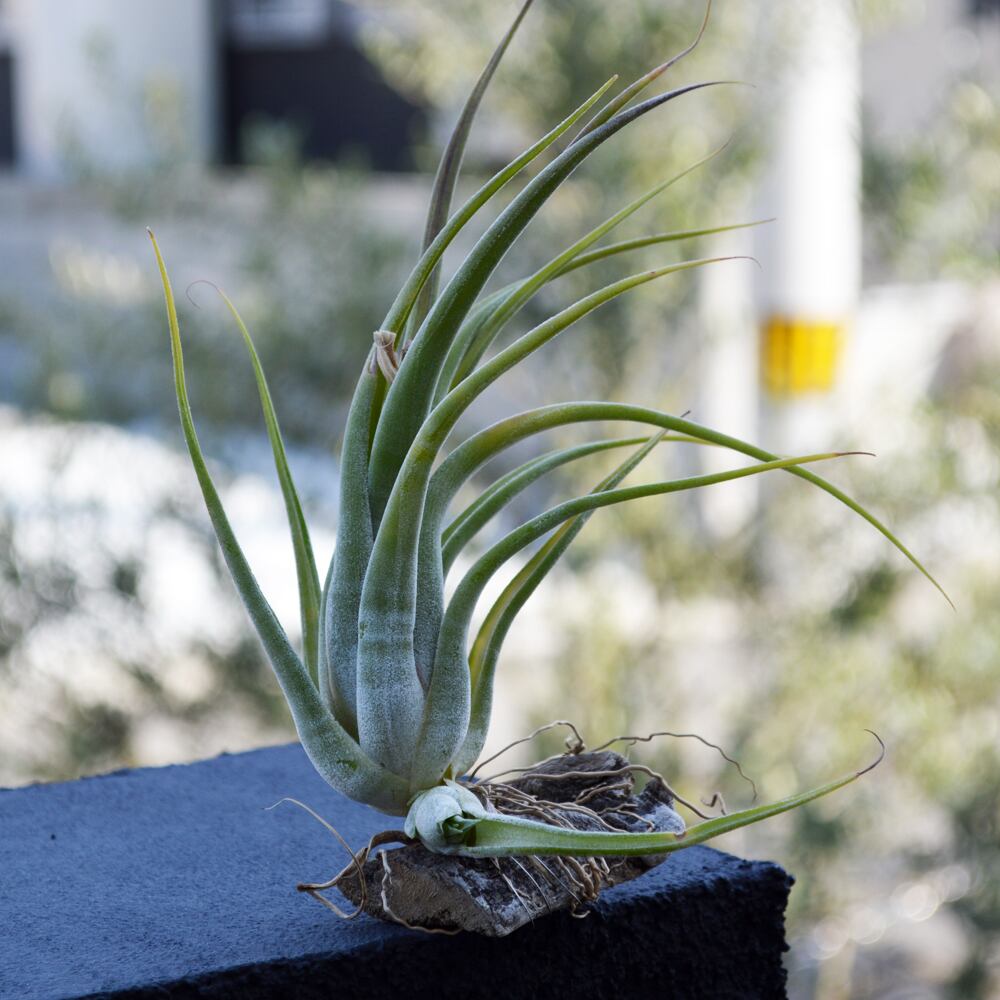 165円 お買い得品 チランジア カプトメドューサ 約10 13cm エアプランツ エアープランツ 165円 お買い得品 チランジア カプトメドューサ 約10 13cm エアプランツ エアープランツ