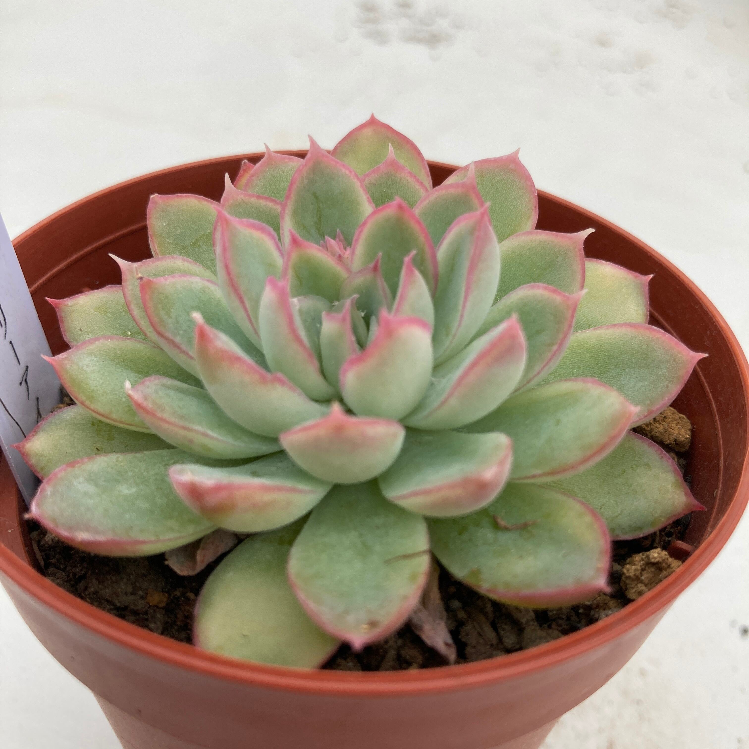 現物商品】ストロベリーアイス | 多肉植物研究所