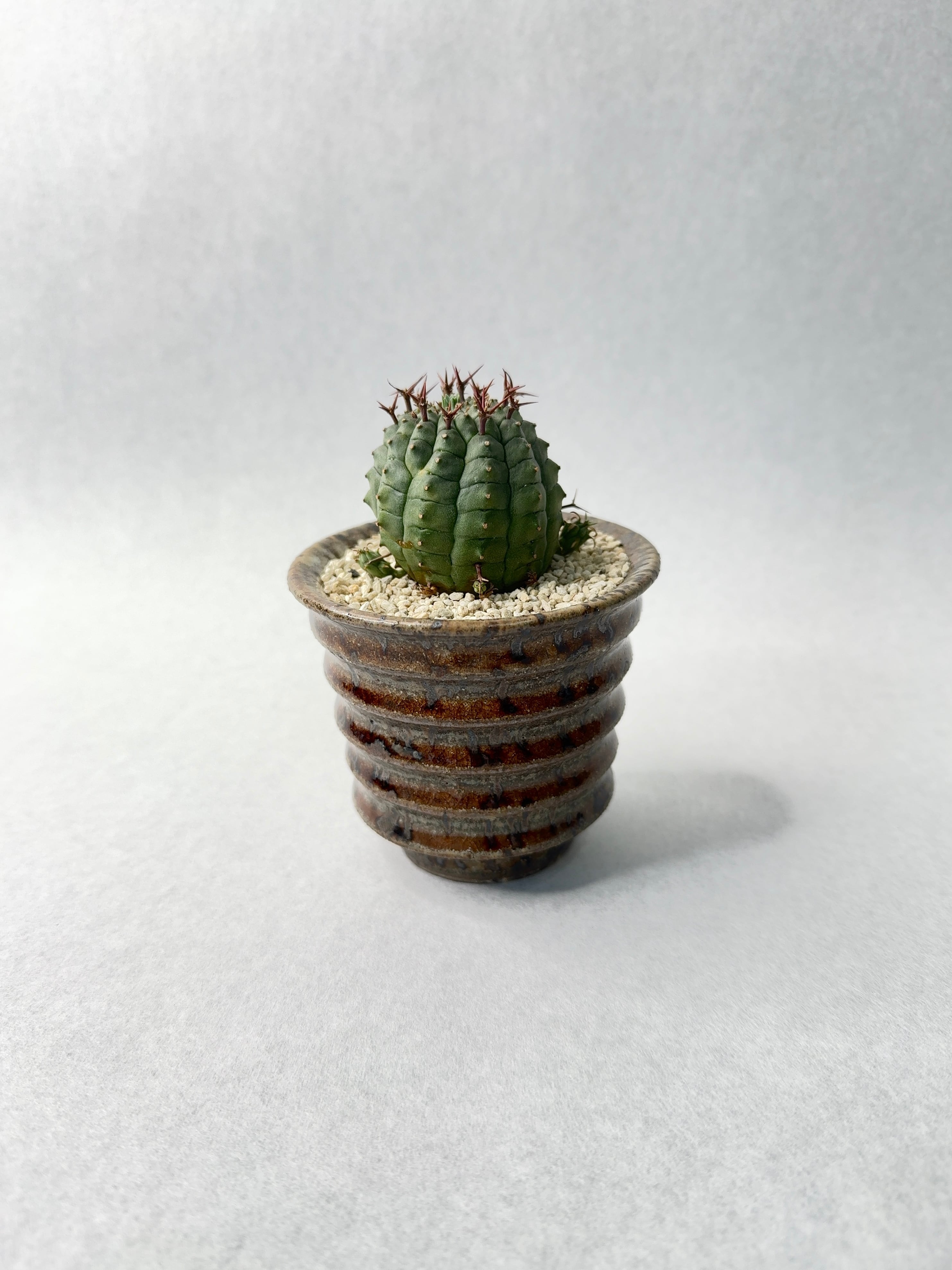 観葉植物 ユーフォルビア 群星冠 子株付き