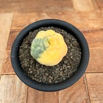 Lophophora williamsii var. decipiens f. variegata【ロフォフォラ・銀冠玉錦】