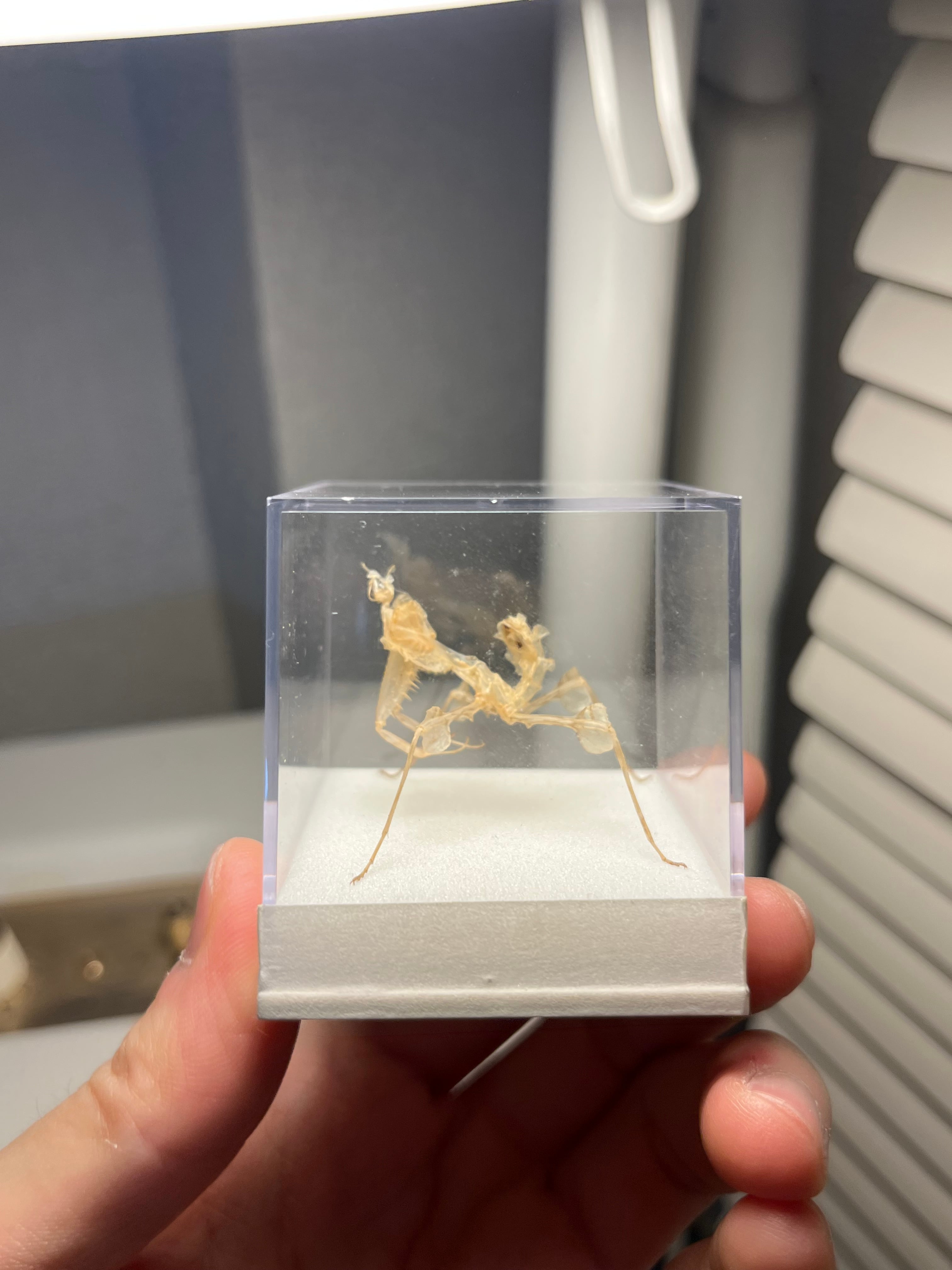 立体標本】ニセハナマオウカマキリ5齢の脱皮殻標本 タランチュラムカデ