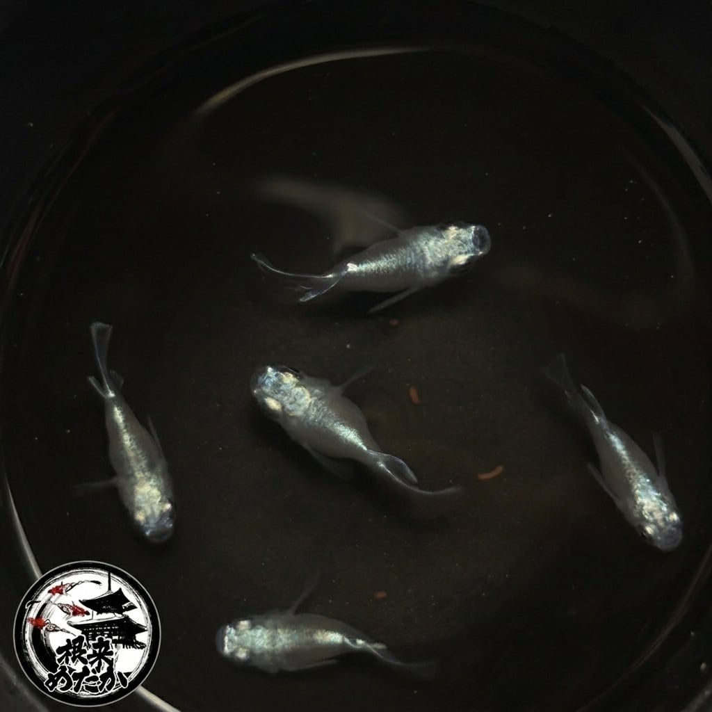〖1ペア〗幹之ダルマ　メダカ 成魚｜改良メダカ 人気品種 メダカ販売