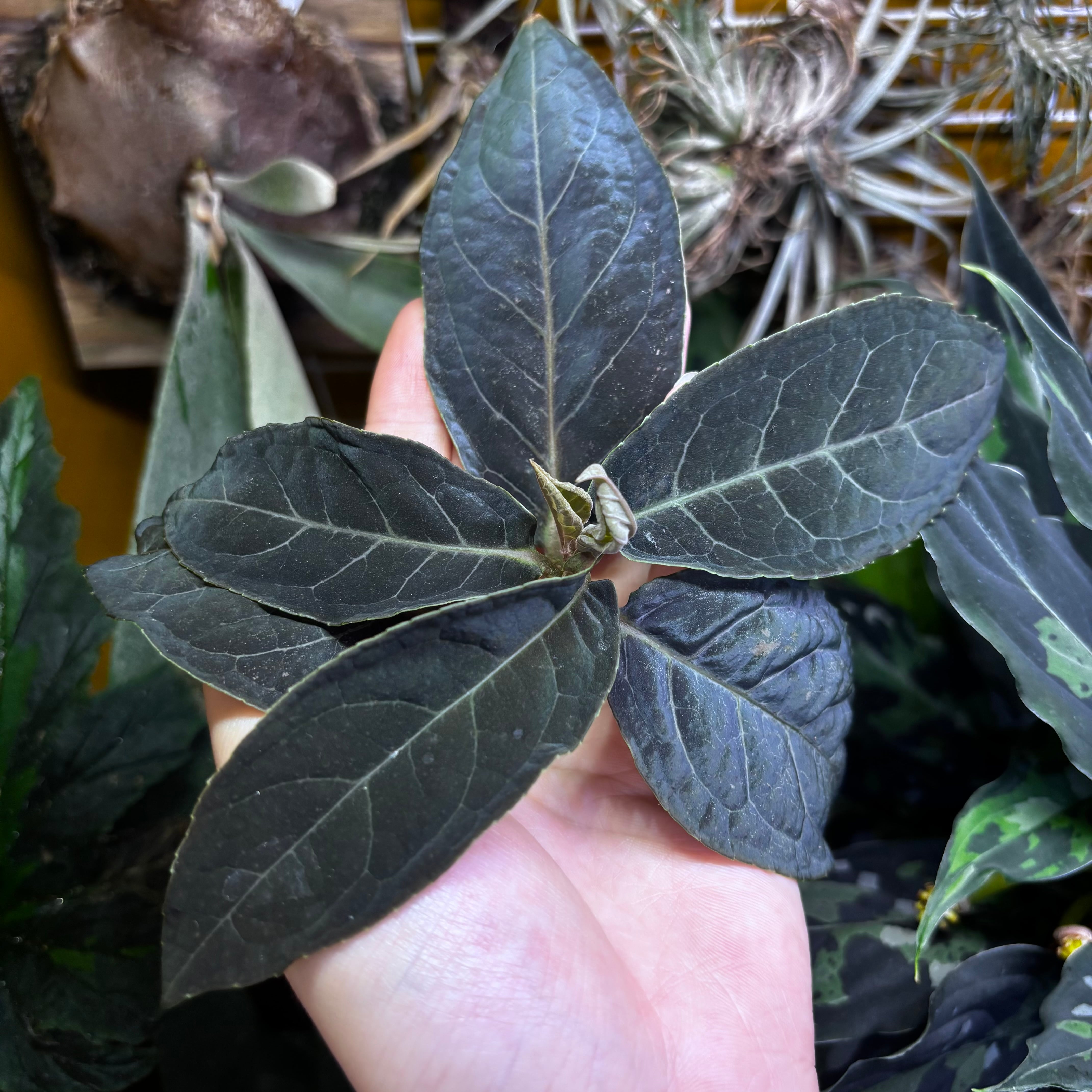 Ardisia sp. 'Black Velvet' Thailand【ZOE1124-3t】① | 熱帯雨林植物