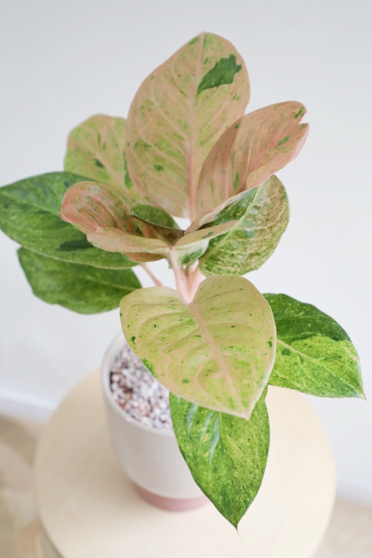 【M】アグラオネマ アップルファンタジー/Aglaonema