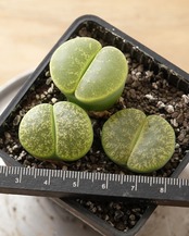 【PREMIUM】 鉢植え リトープス 緑紫勲 大玉3個セット Lithops lesliei var.rubrobrunnea