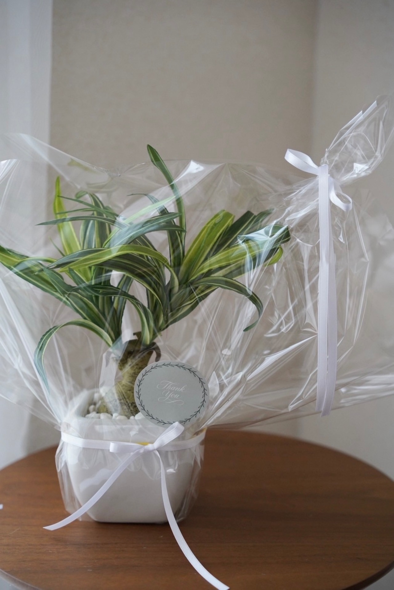 ノリナ (トックリラン) 鉢付き フェイクグリーン