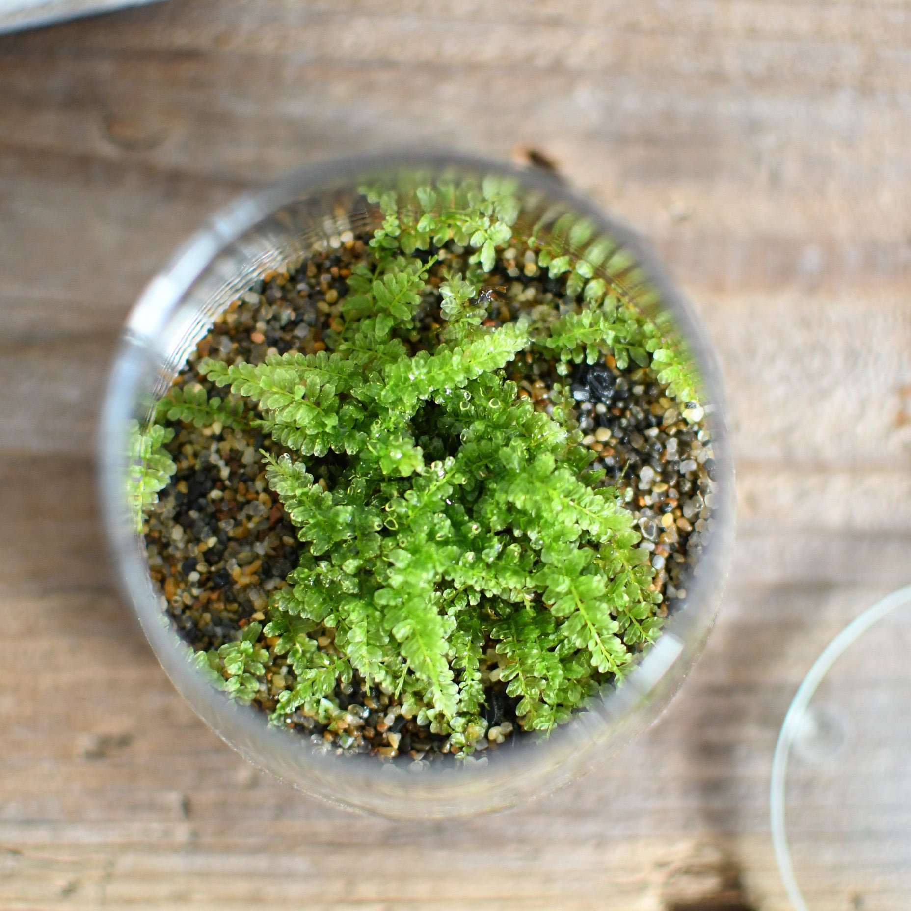 小さな苔の森 ツルチョウチンゴケ 台形ポット 透明感のある緑 苔テラリウム 苔テラリウム専門ショップ道草