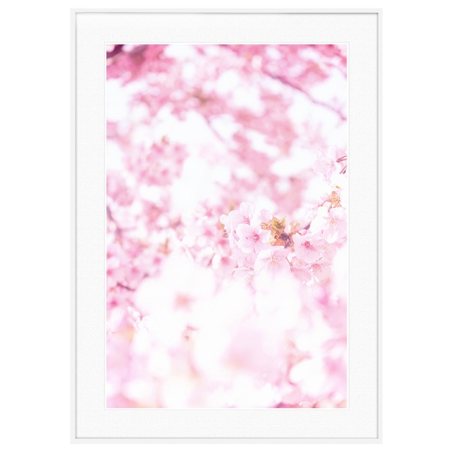 春 桜の写真 インテリアアートポスター額装 AS1505