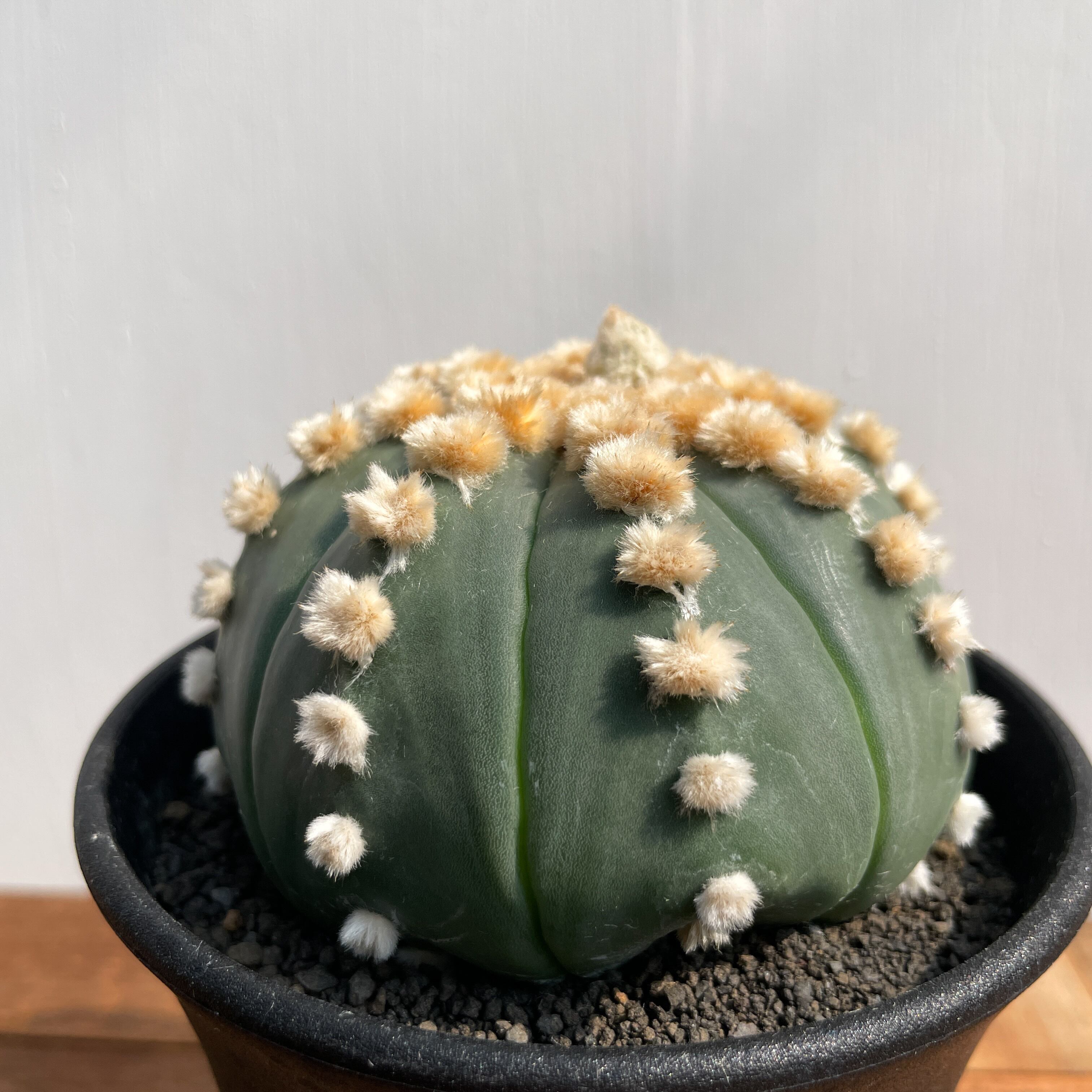 Astrophytum asterias f.nudum【アストロフィツム・瑠璃兜】 | RIMO'S