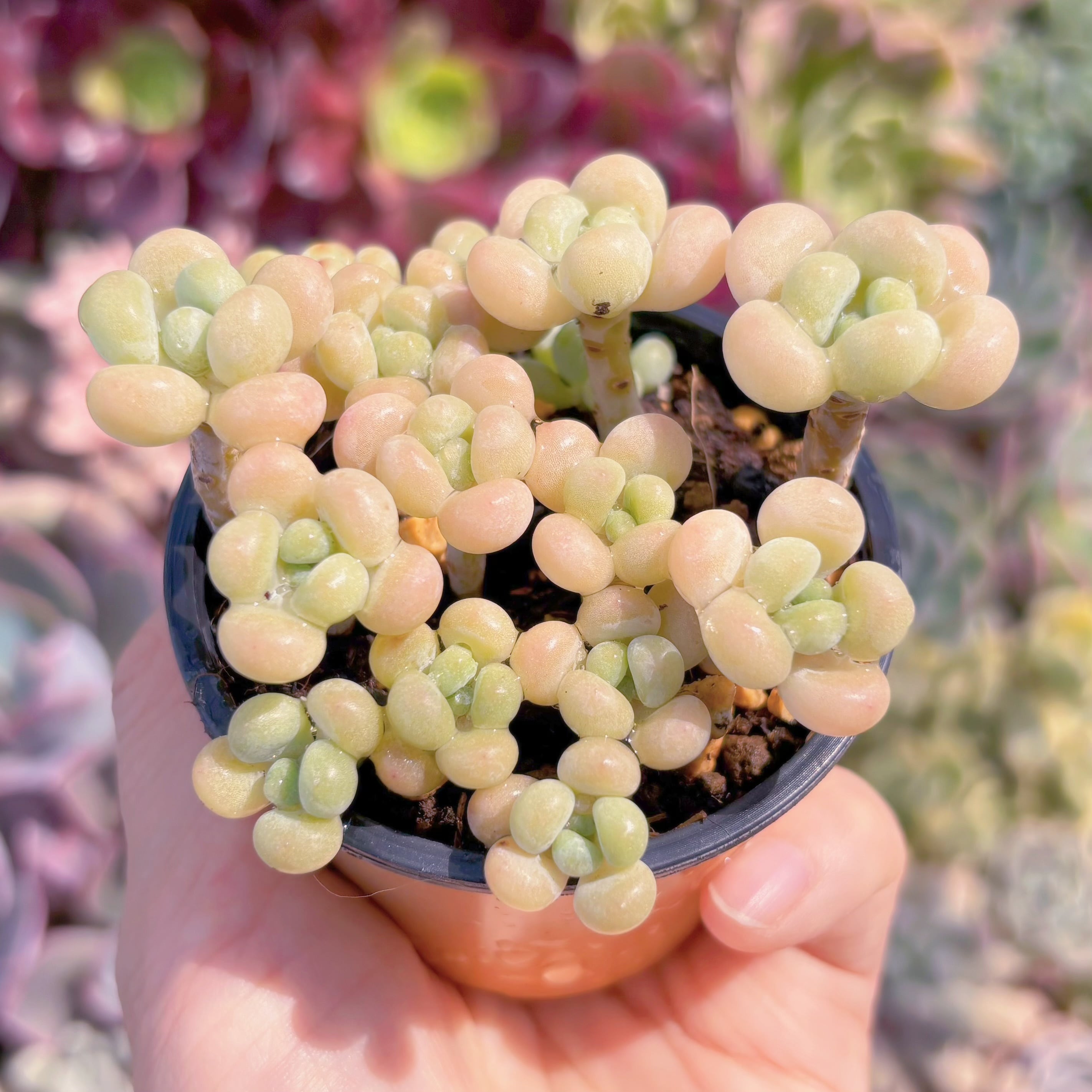 現品　丸葉ストロベリーミルク#006　群生　るる農園