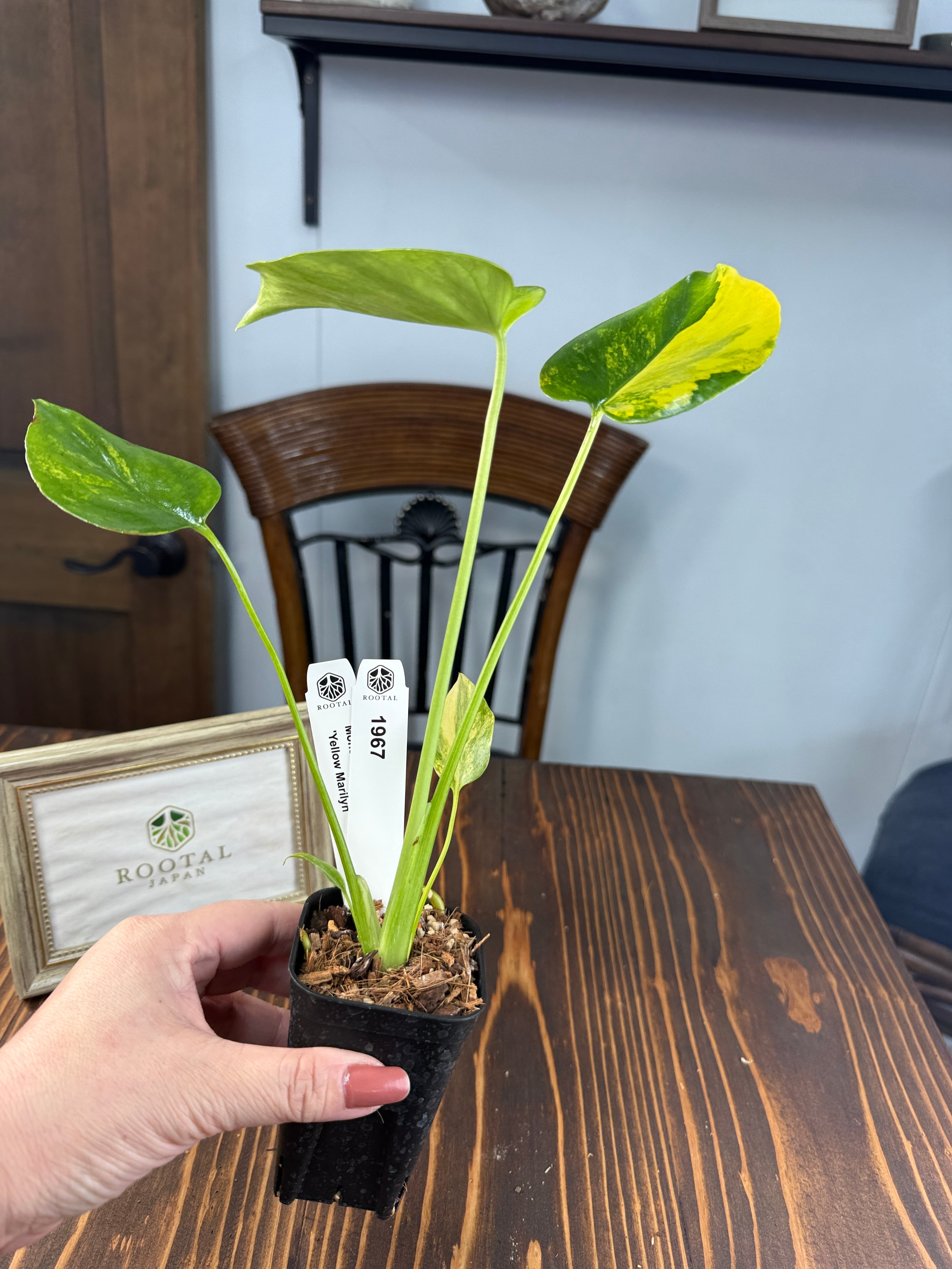 ☆1967【輝かしい斑・美株】モンステラ デリシオーサイエローマリリン