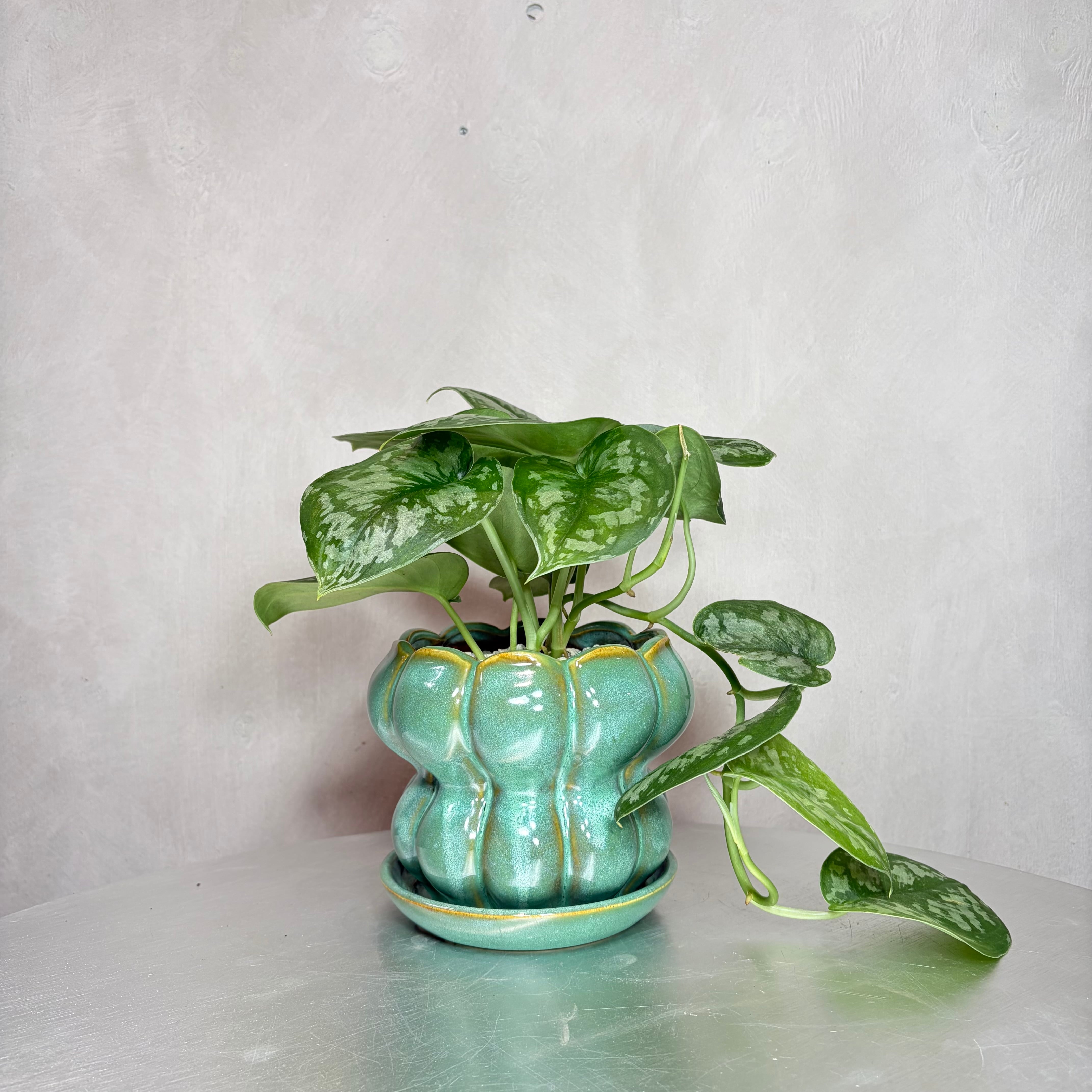 スキンダプサス 観葉植物 陶器鉢 植え込み