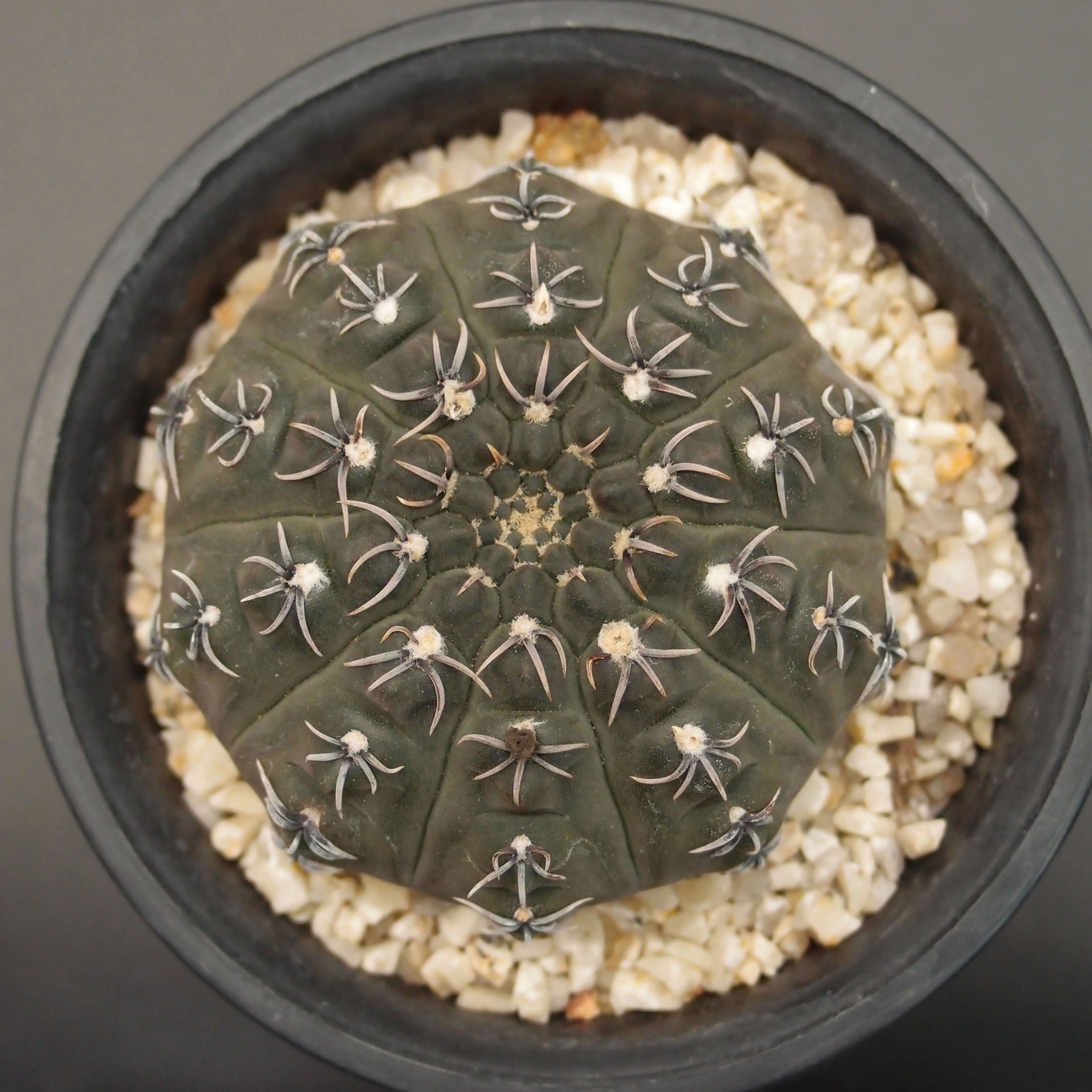 瑞昌玉(ずいしょうぎょく) (B16)：ギムノカリキウム属 ※実生 | 万緑