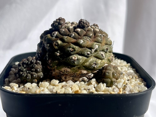 Copiapoa hypogaea　コピアポア　ヒポガエア　サボテン