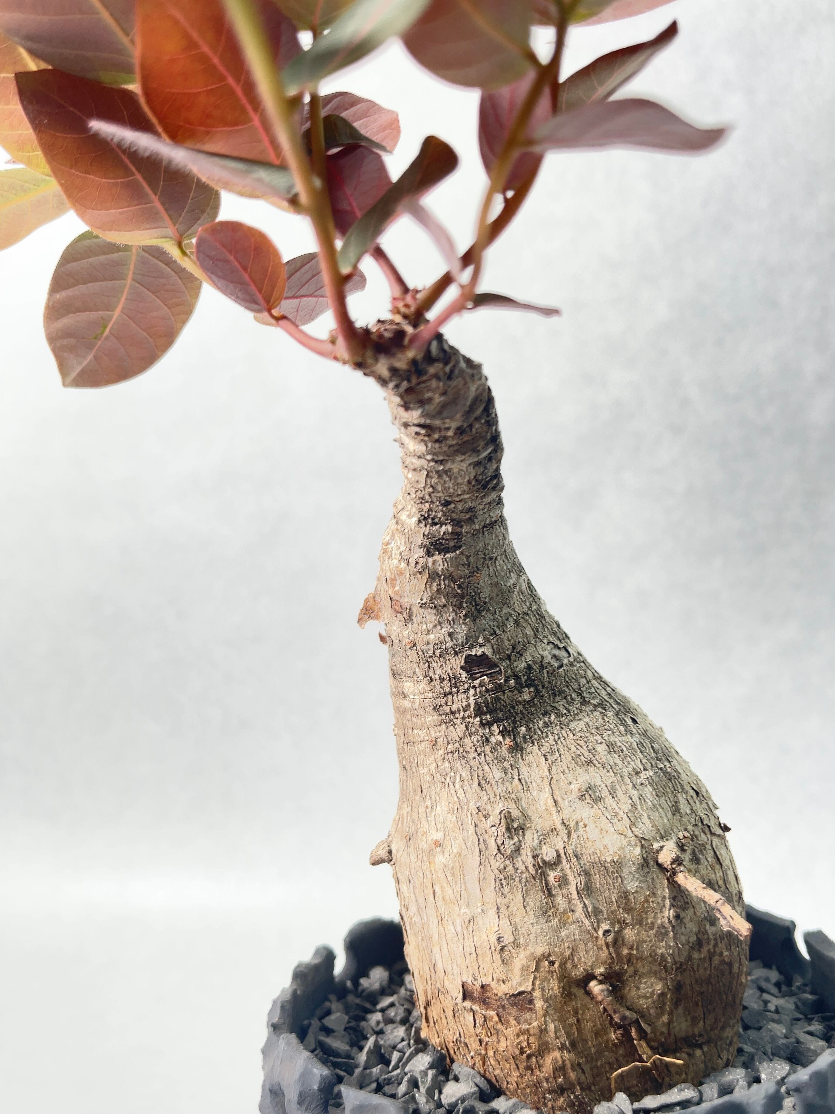 フィランサス・ミラビリス | trigger