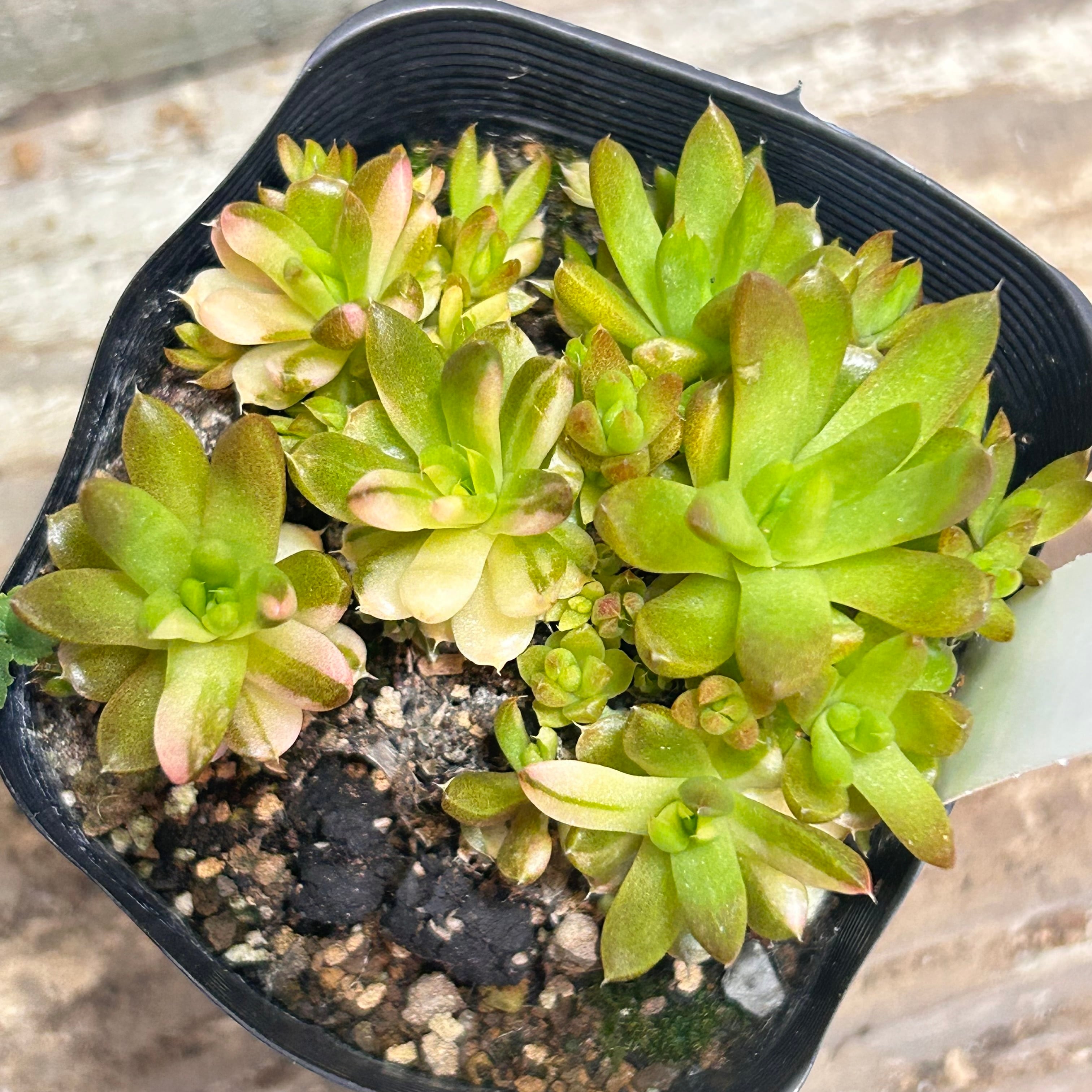 錦 | RuPo 多肉植物専門店