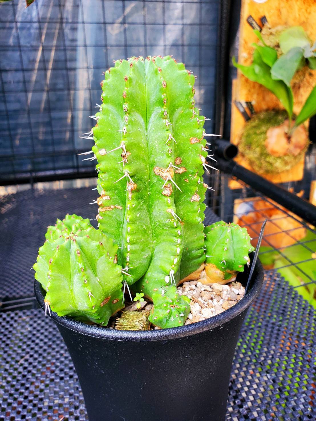 ユーフォルビア Euphorbia Fruticosa【artPLANTs】 ユーフォルビア | artPLANTs