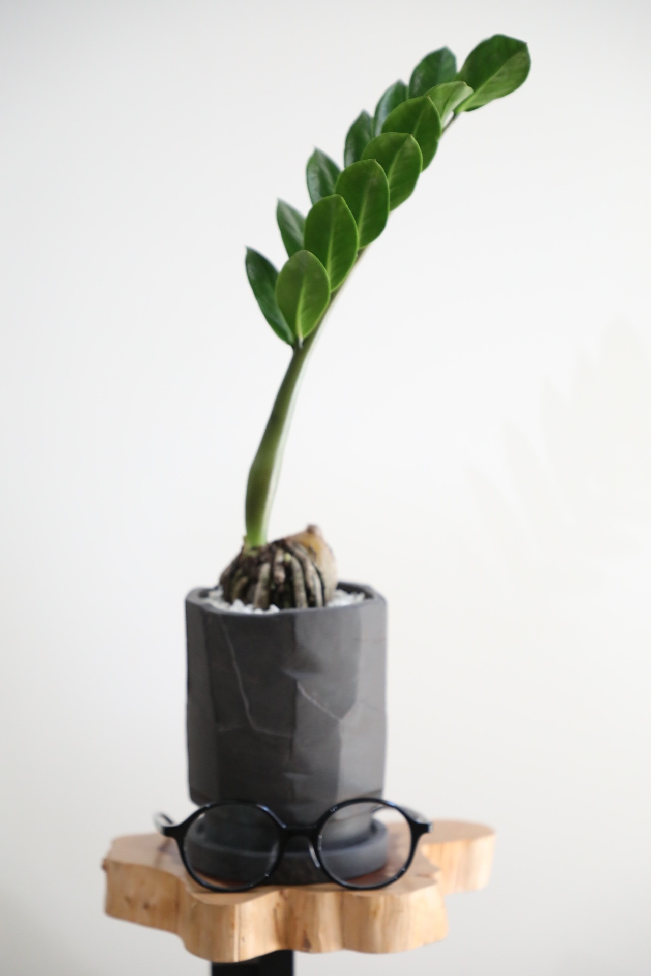 【M】ザミオクルカス 幹上がり/Zamioculcas zamifolia 　※陶器鉢付き