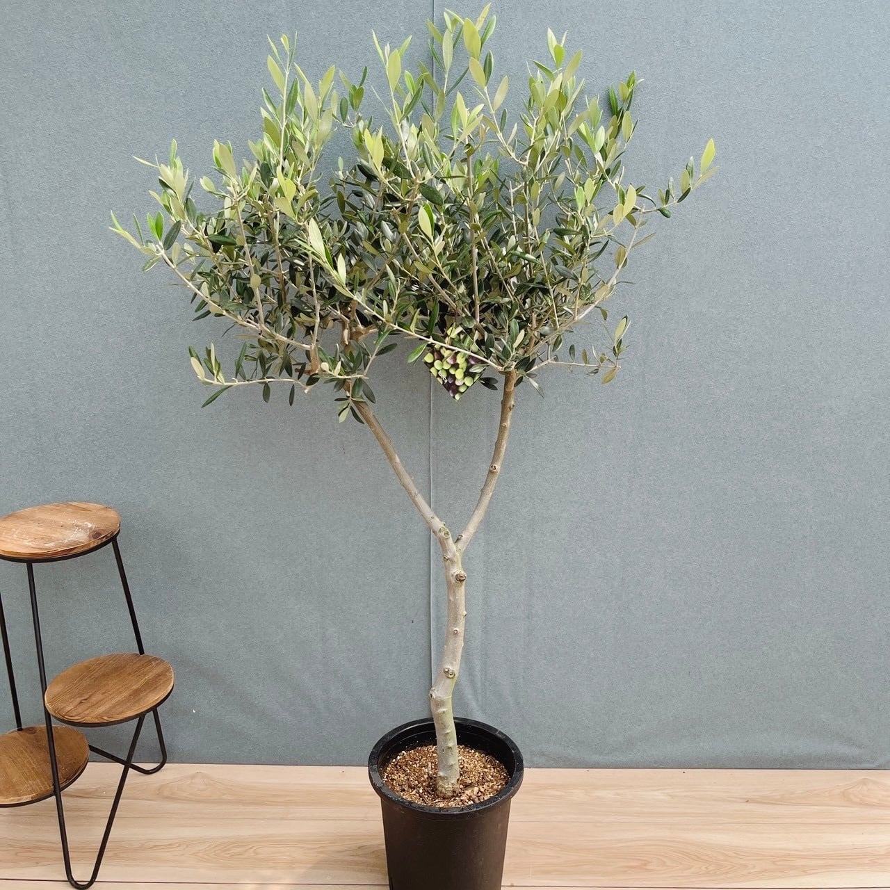 現品］【希少】41番 ユッカ ロストラータ ランチョンブルー 8号 観葉