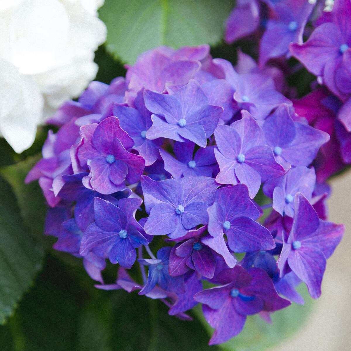 2色のコントラストが美しい アジサイ 紫陽花 あじさい ディープ