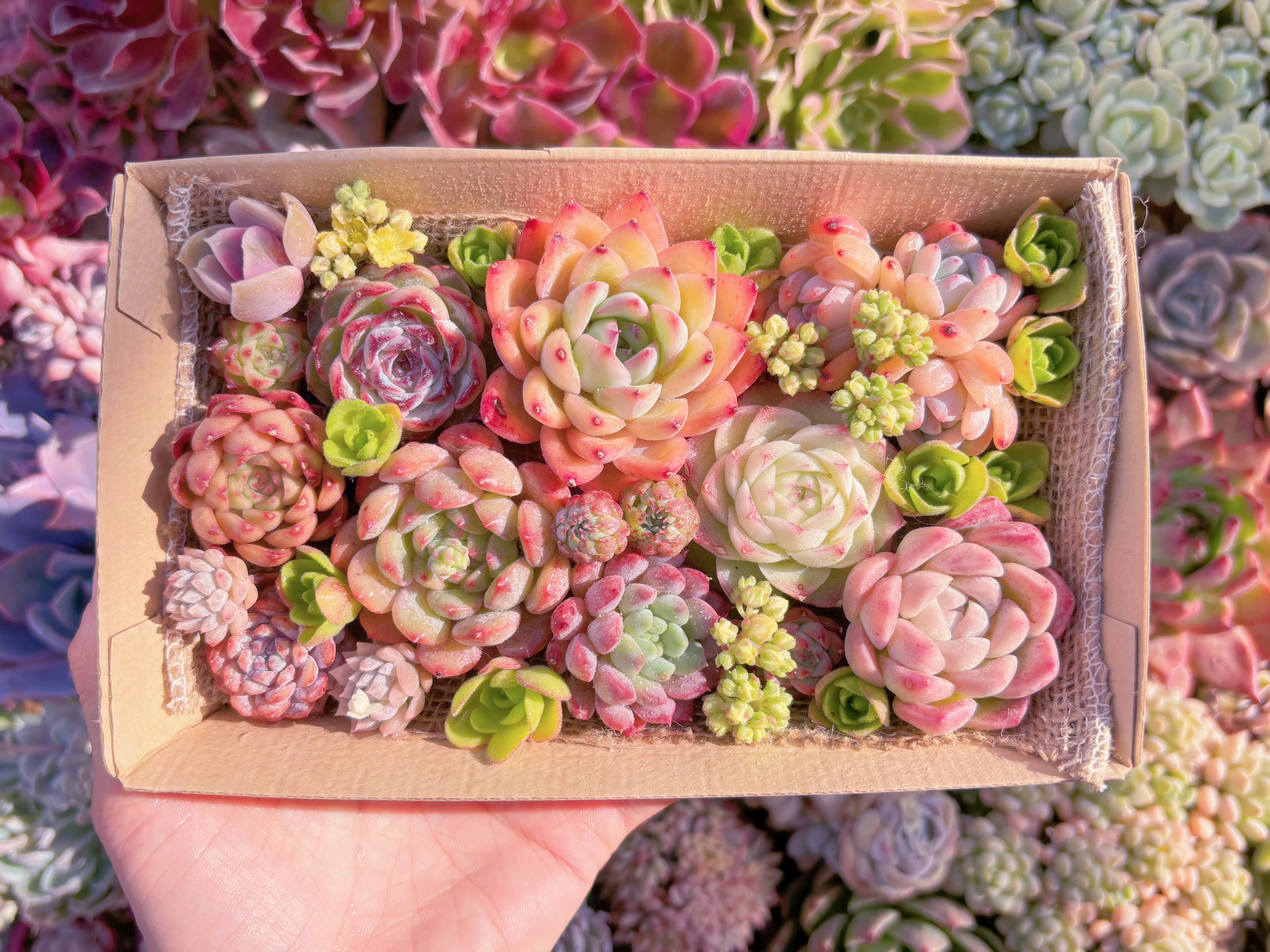 現品　寄せ植えセット#1157　12cmx20cm　るる農園