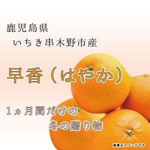 早香　約５㎏　送料無料