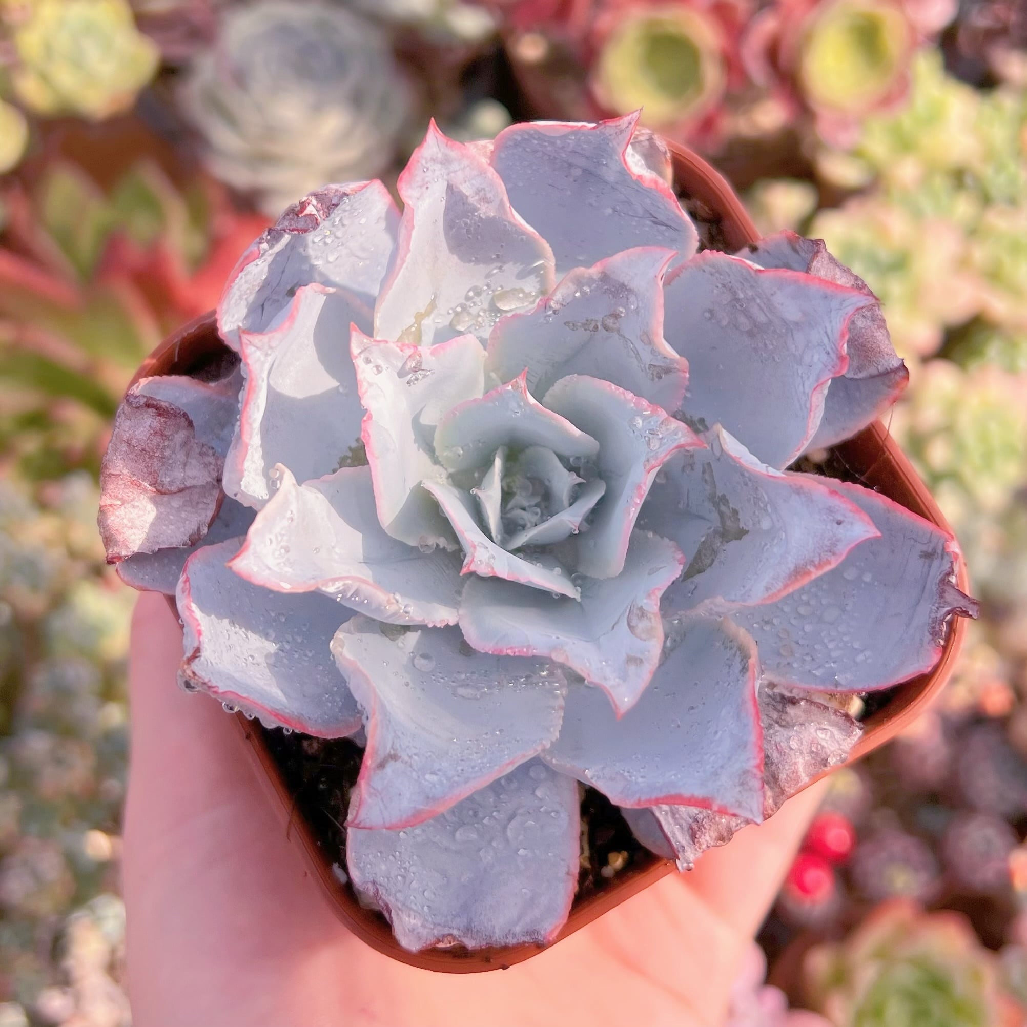 現品　カンテ#F088　るる農園